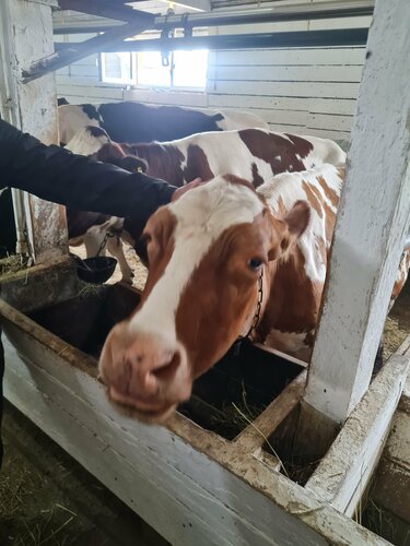 Отдых на ферме Russian Dairy Farm Village