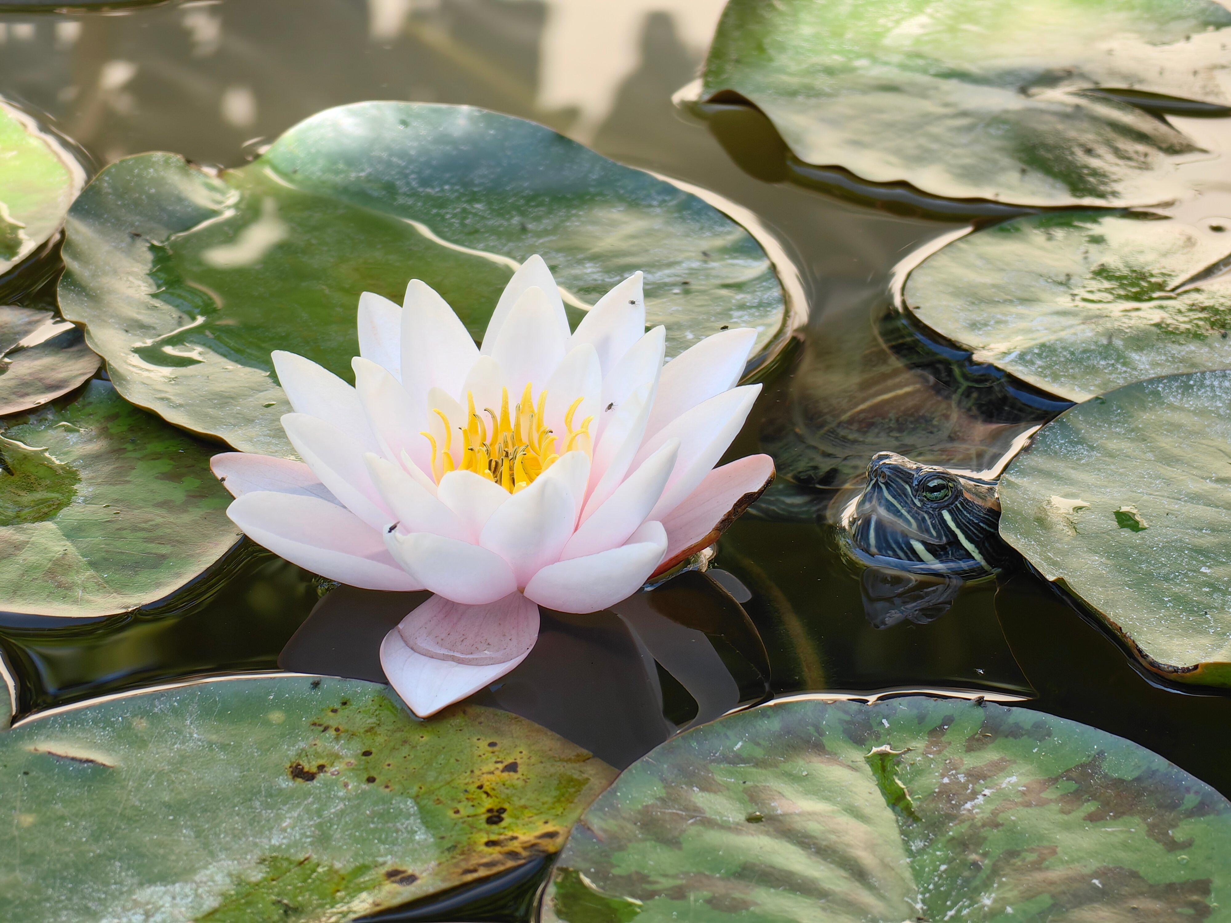 Фото Дизайн-вилла MaSSandra