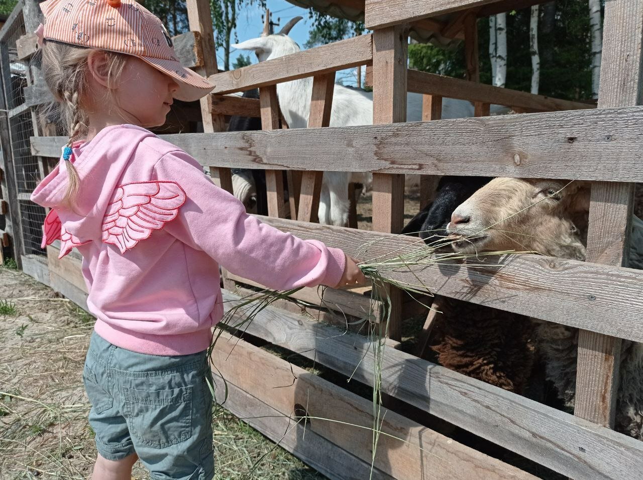 Фото Агроусадьба Мечта