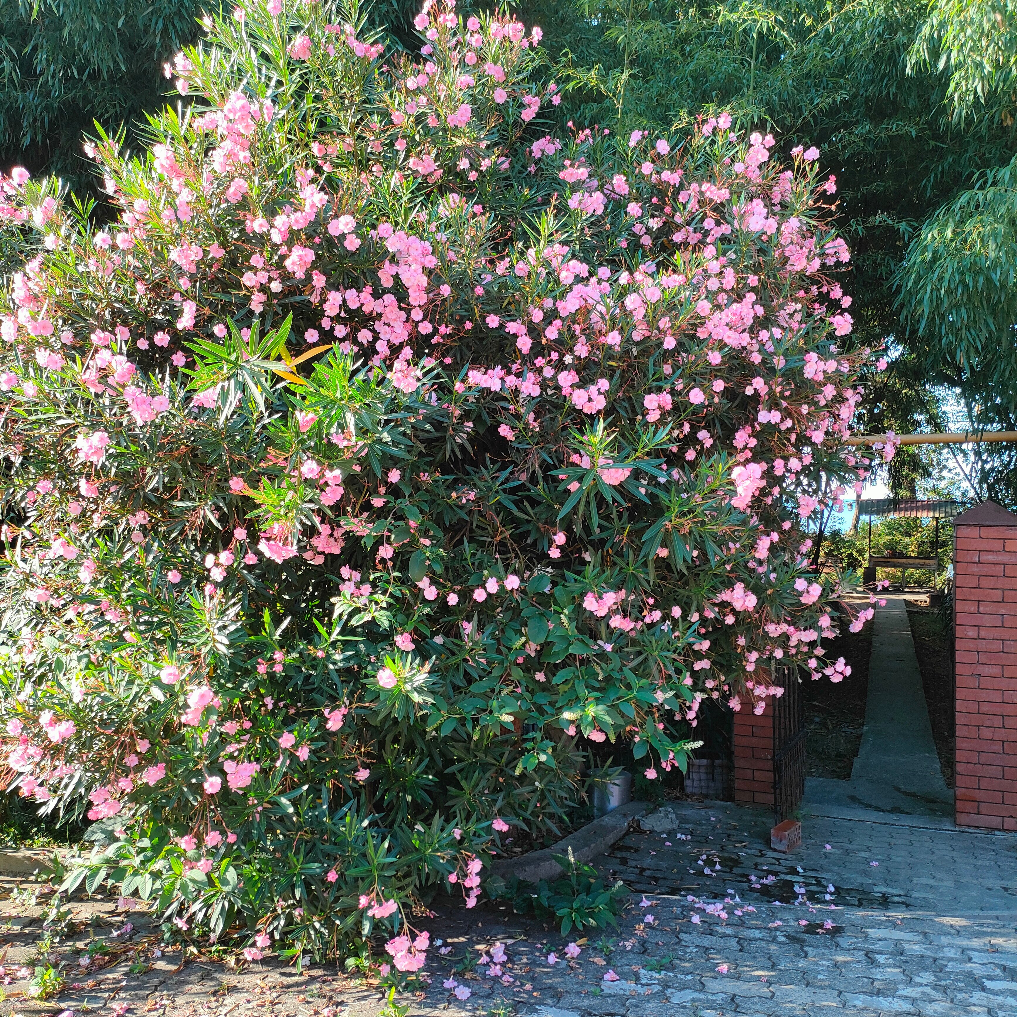 Фото Пенаты