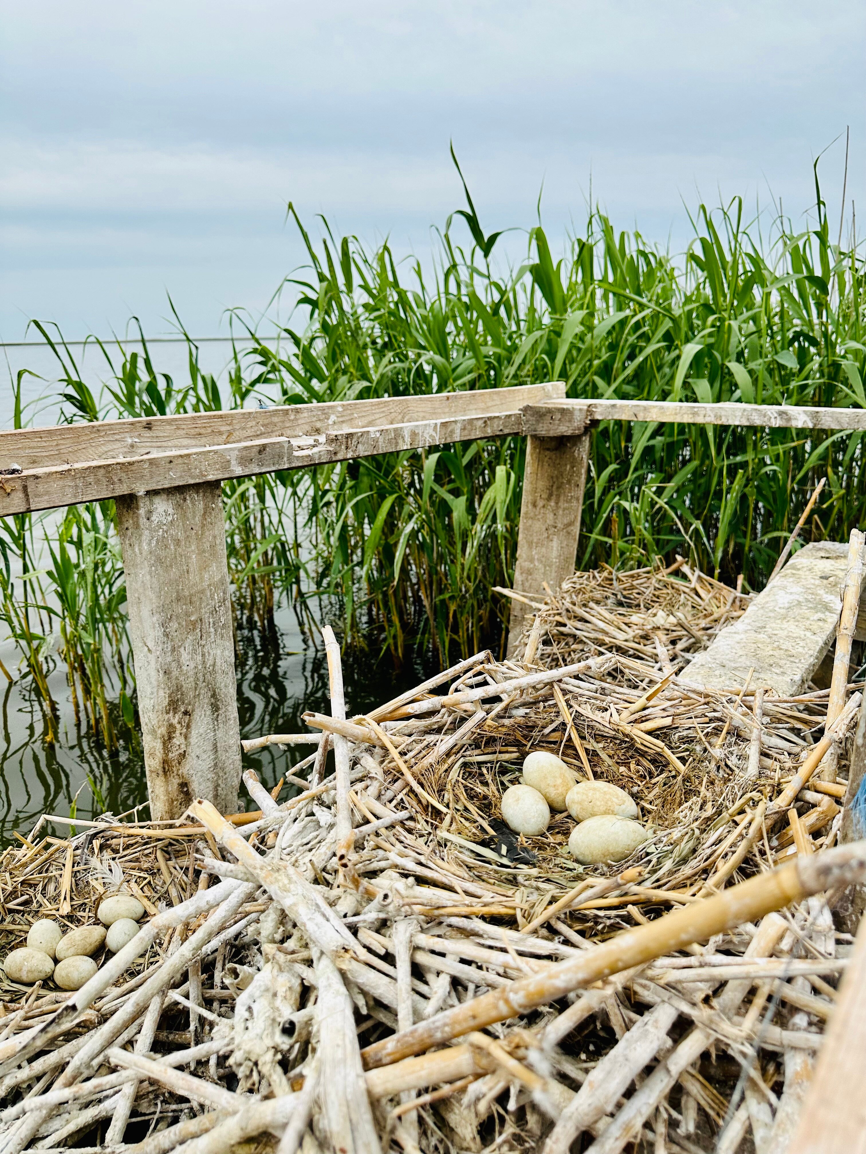 Фото Ясенская коса — Азовская краса