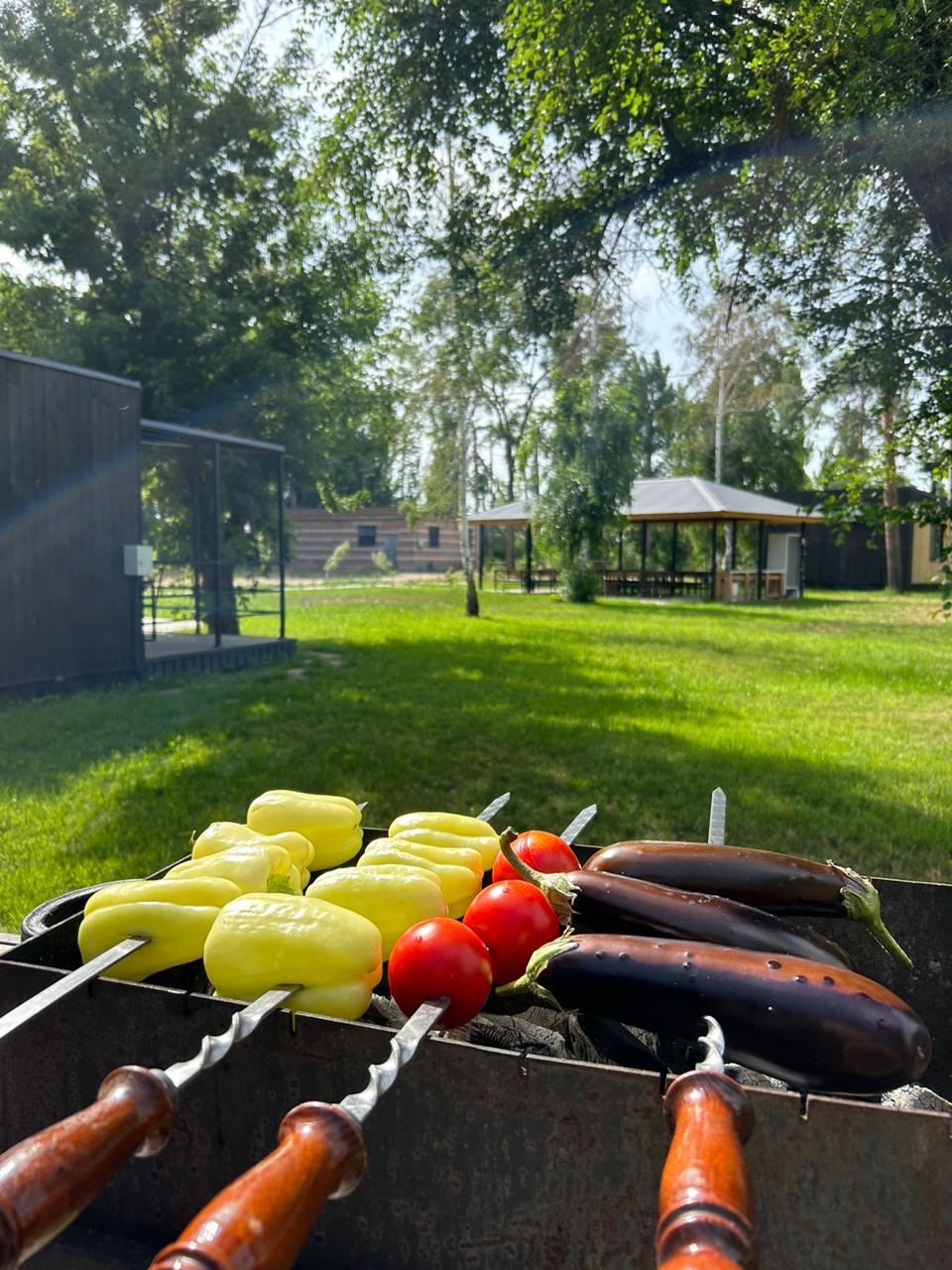 Фото Тополя