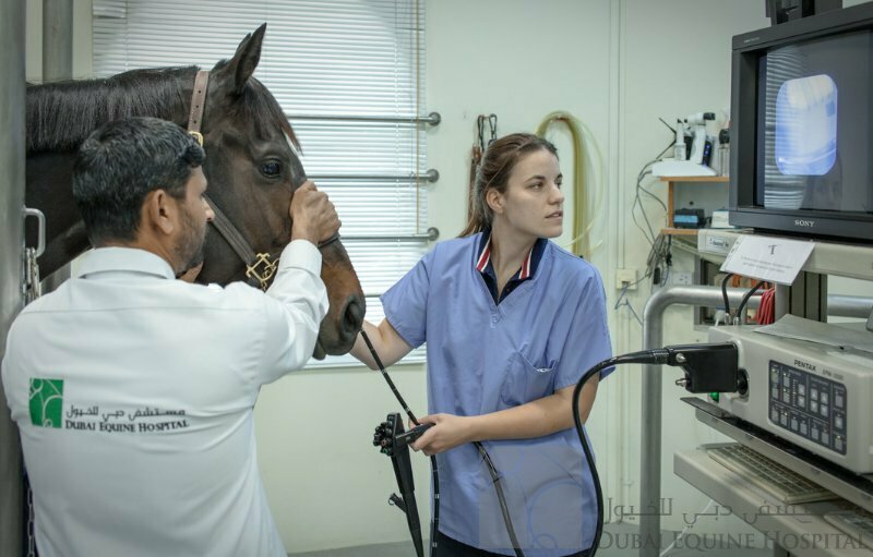 Veterinary clinic Dubai Equine Hospital, Dubai, photo
