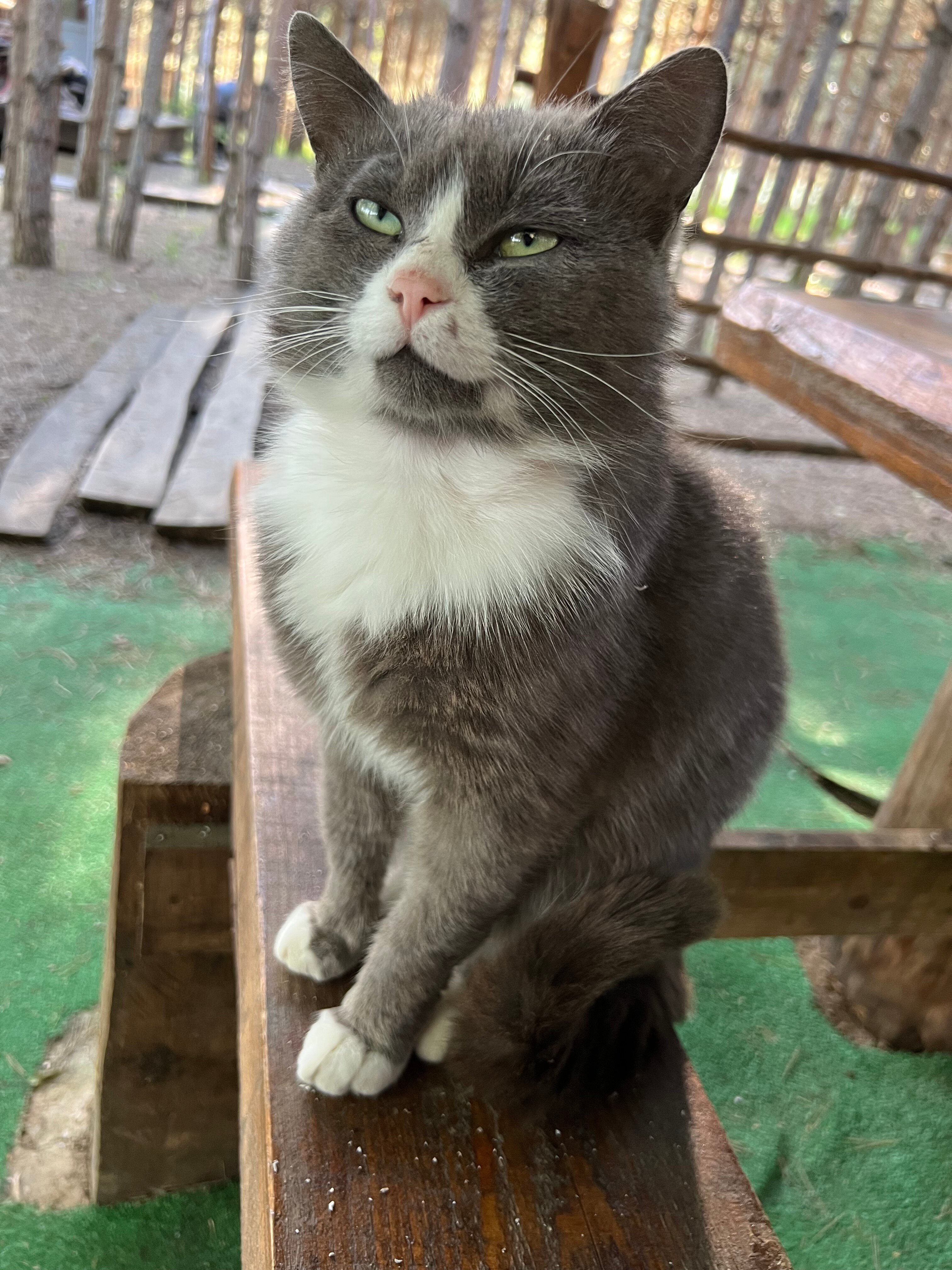 Фото О, Дни в Лесу