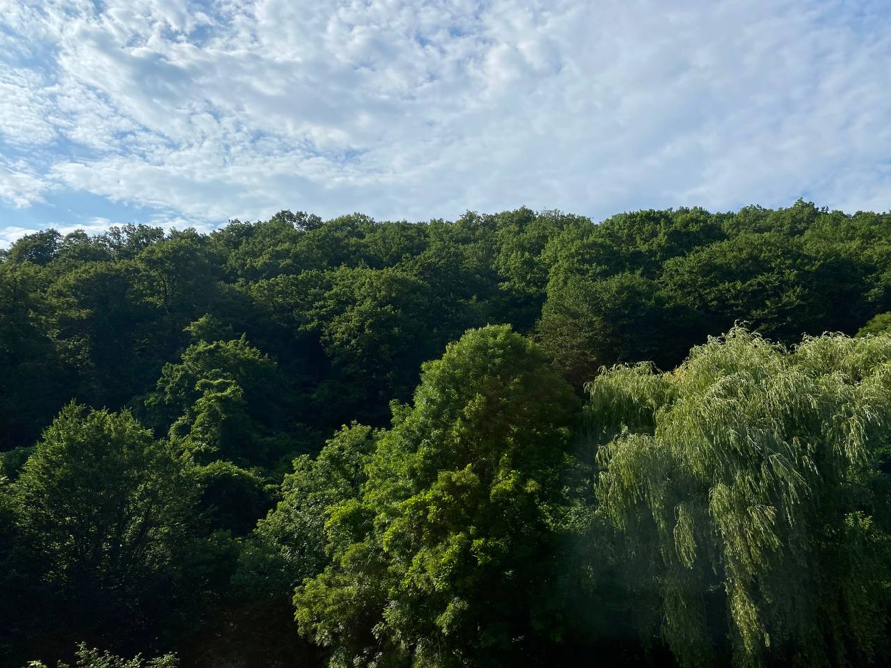 Фото Поющий Колибри