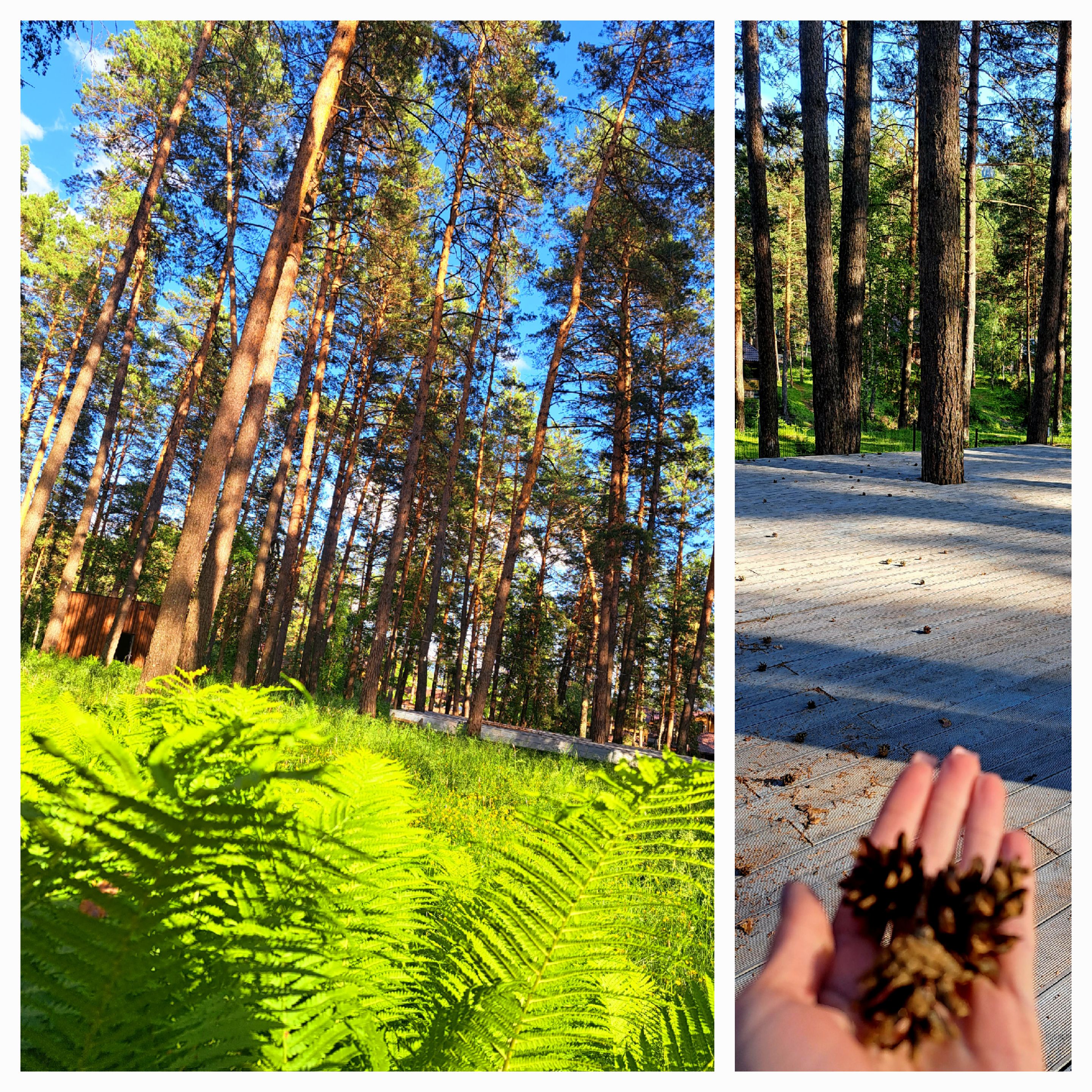 Фото Лесная Лагуна