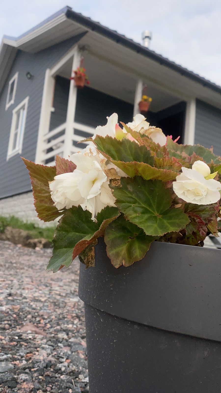 Фото Утиная история