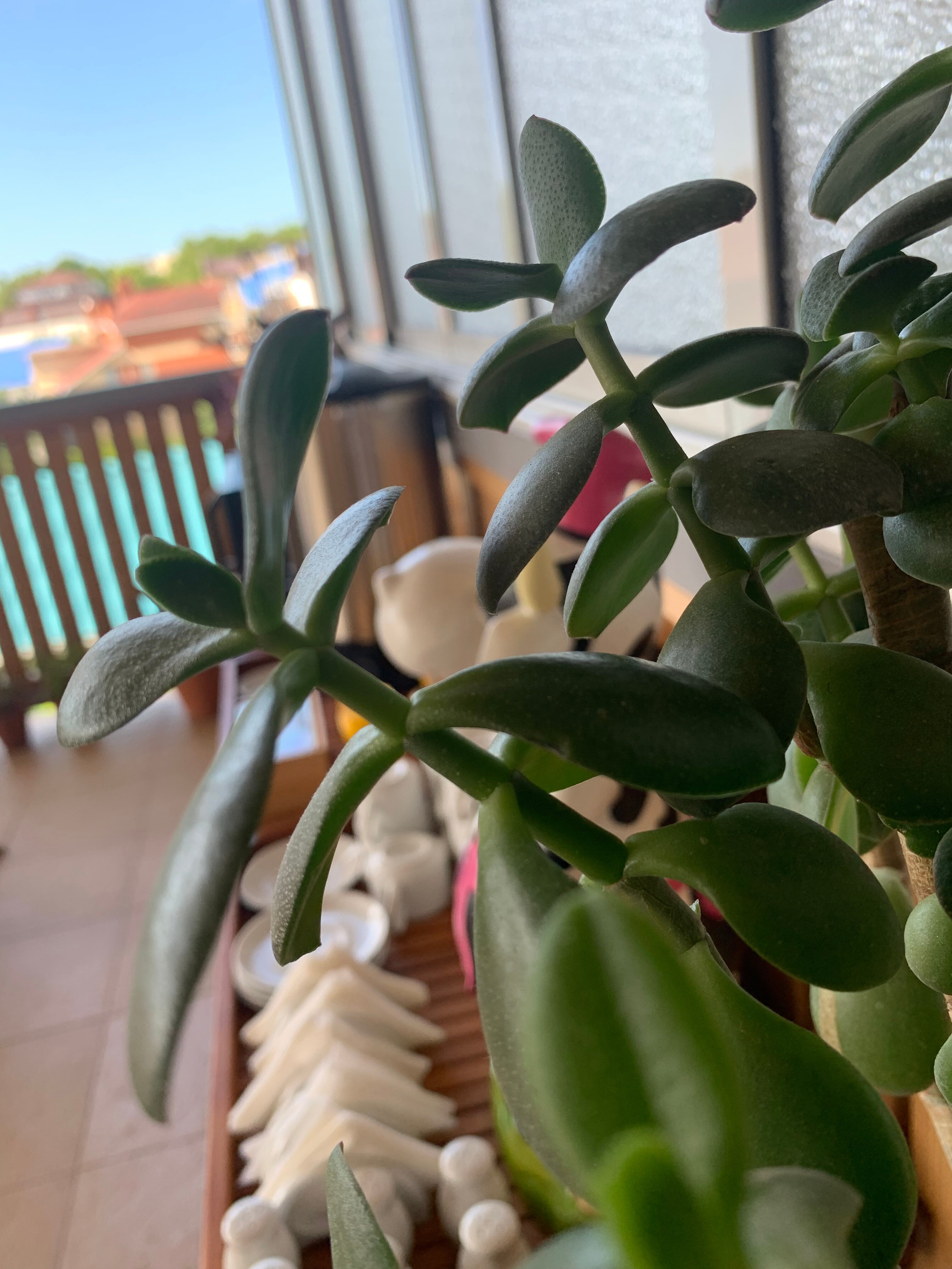 Фото Гармония