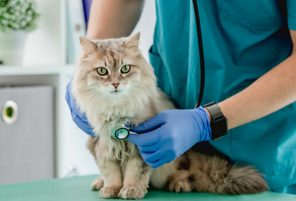 Veterinary clinic Pets Haven, Dubai, photo