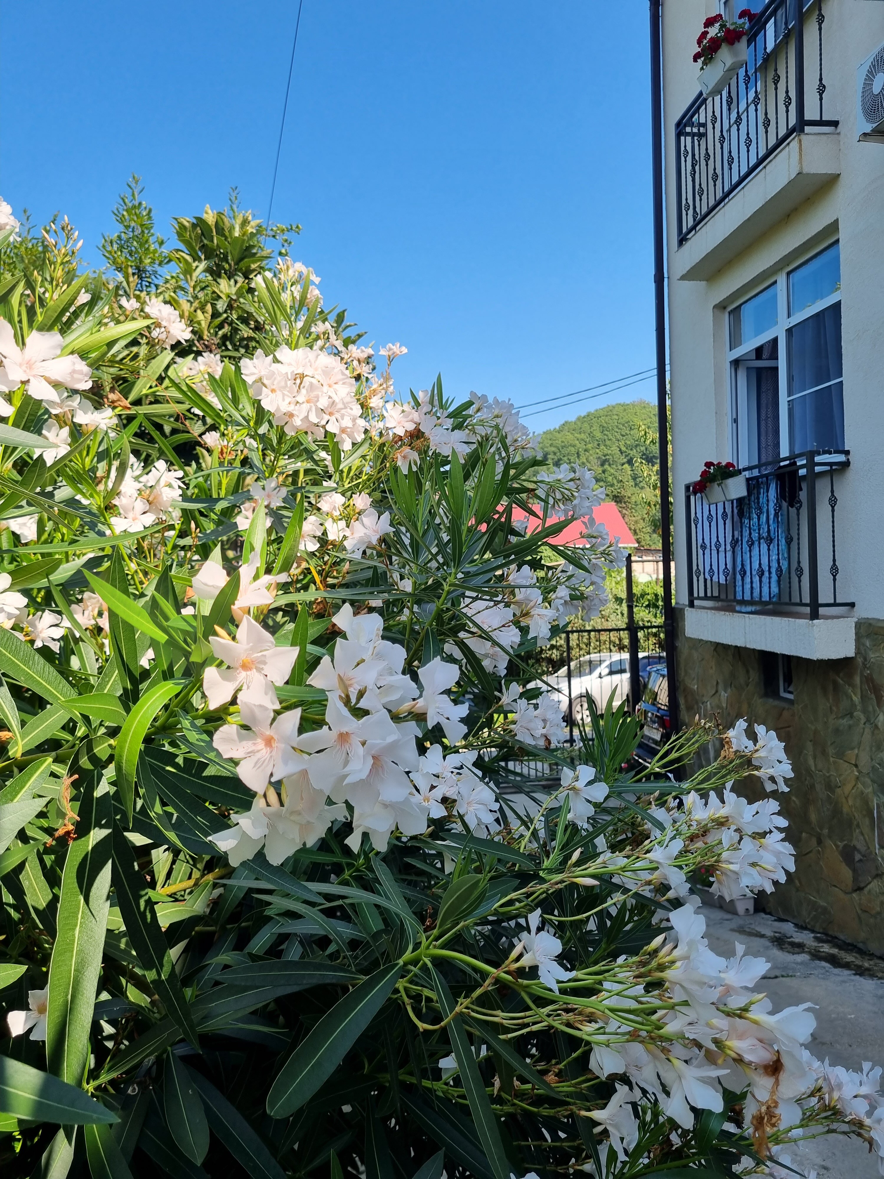 Фото Камбала