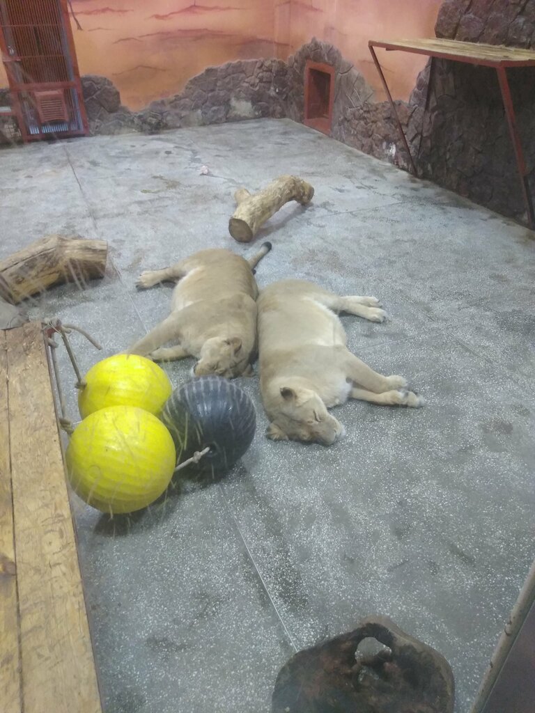 Animal cage Екатеринбургский зоопарк, теплолюбивые хищники, Yekaterinburg, photo