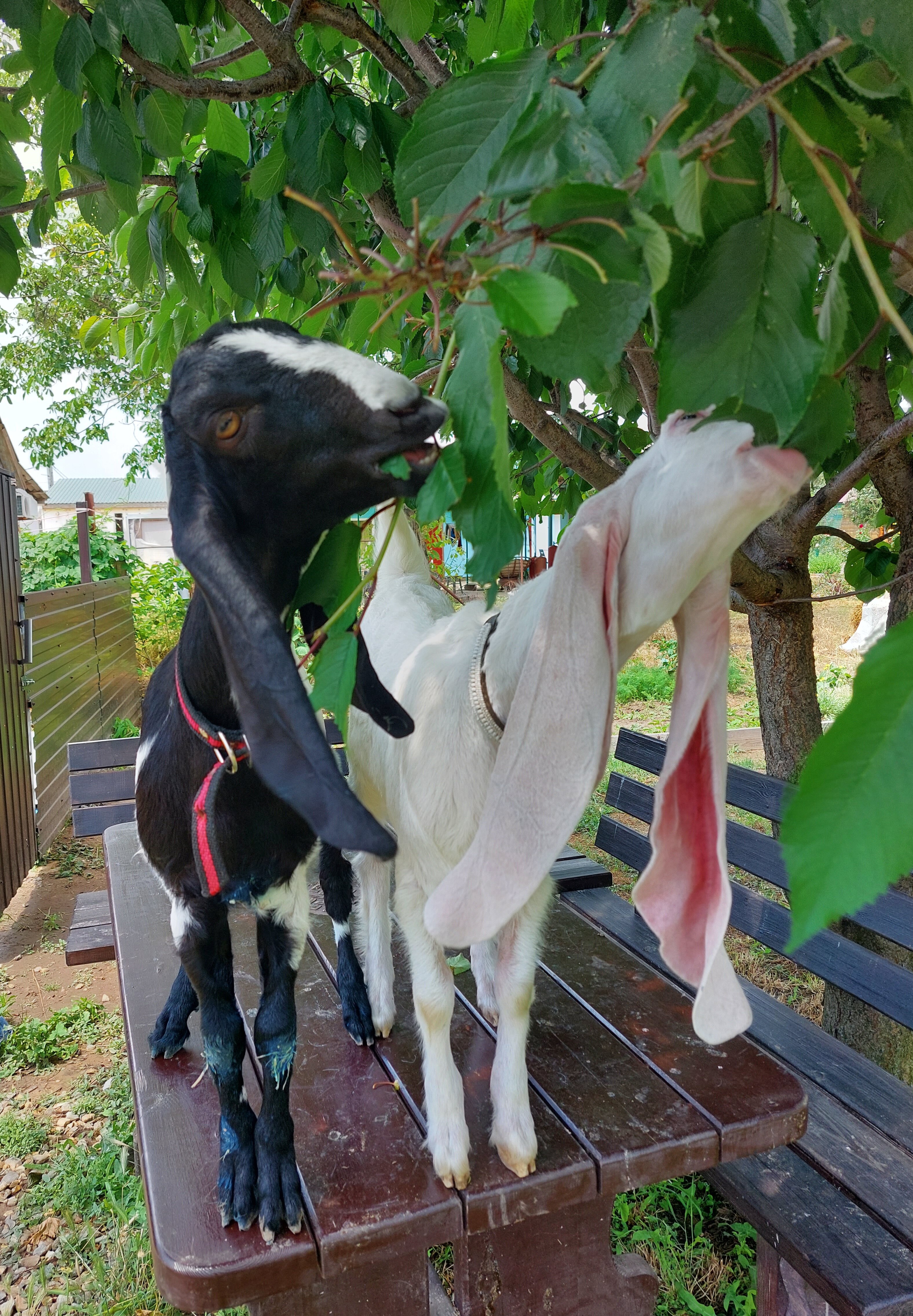 Фото Вилла Роз