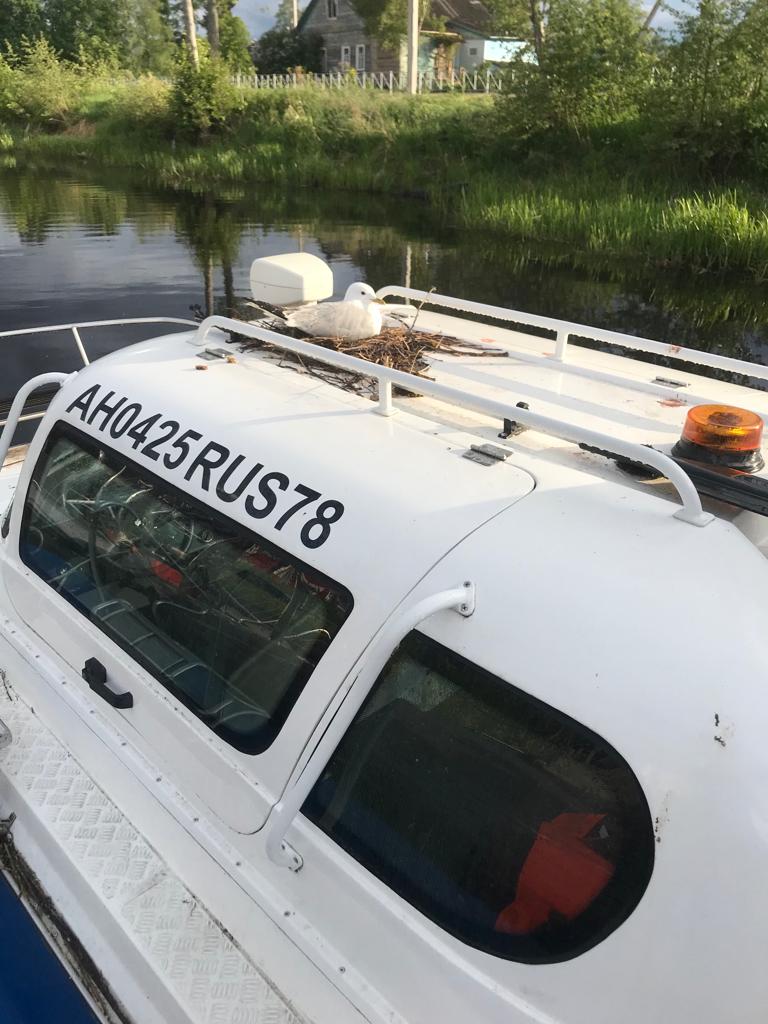 Фото Кобона