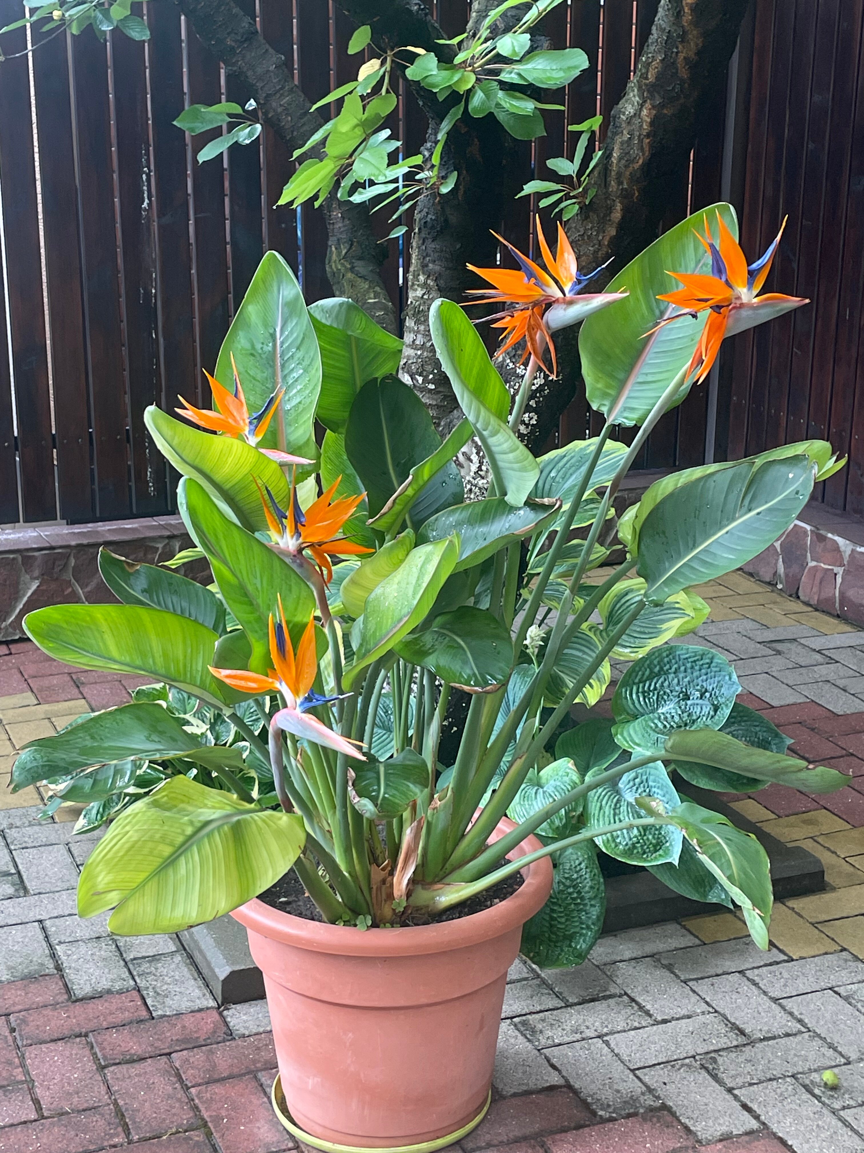 Фото Гелиос