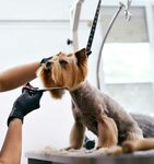 Pets Kingdom (127, 26 Street, Al Quoz Industrial 4, Al Quoz Industrial, Hadaeq Mohammed Bin Rashid, Dubai), pet hotel