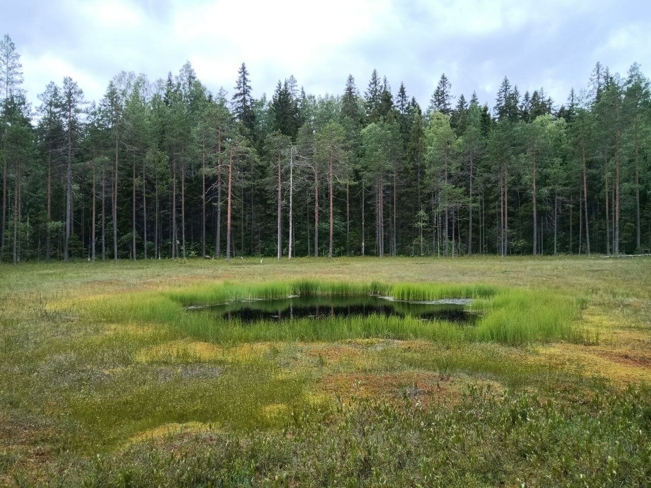 Фото Котопельто