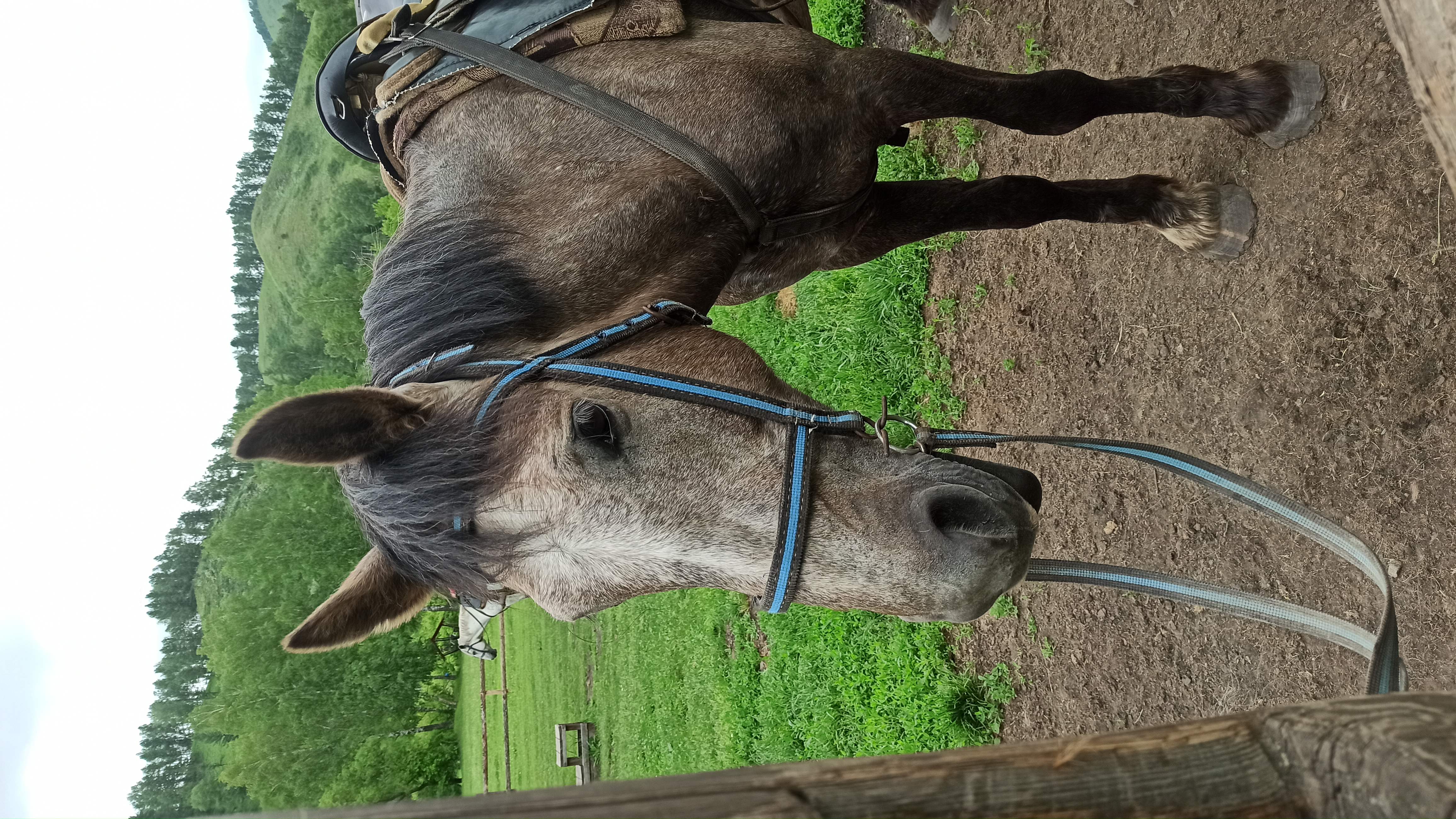 Фото Чедоев привал