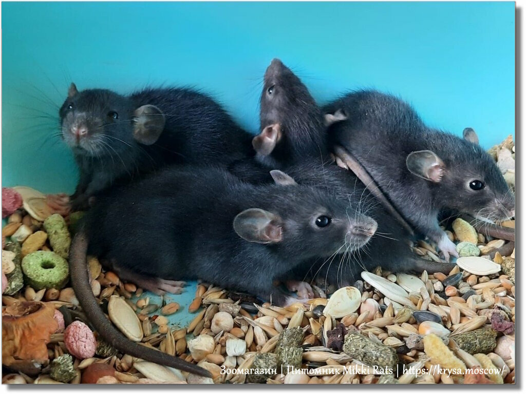 Pet shop Rat House, Moscow, photo