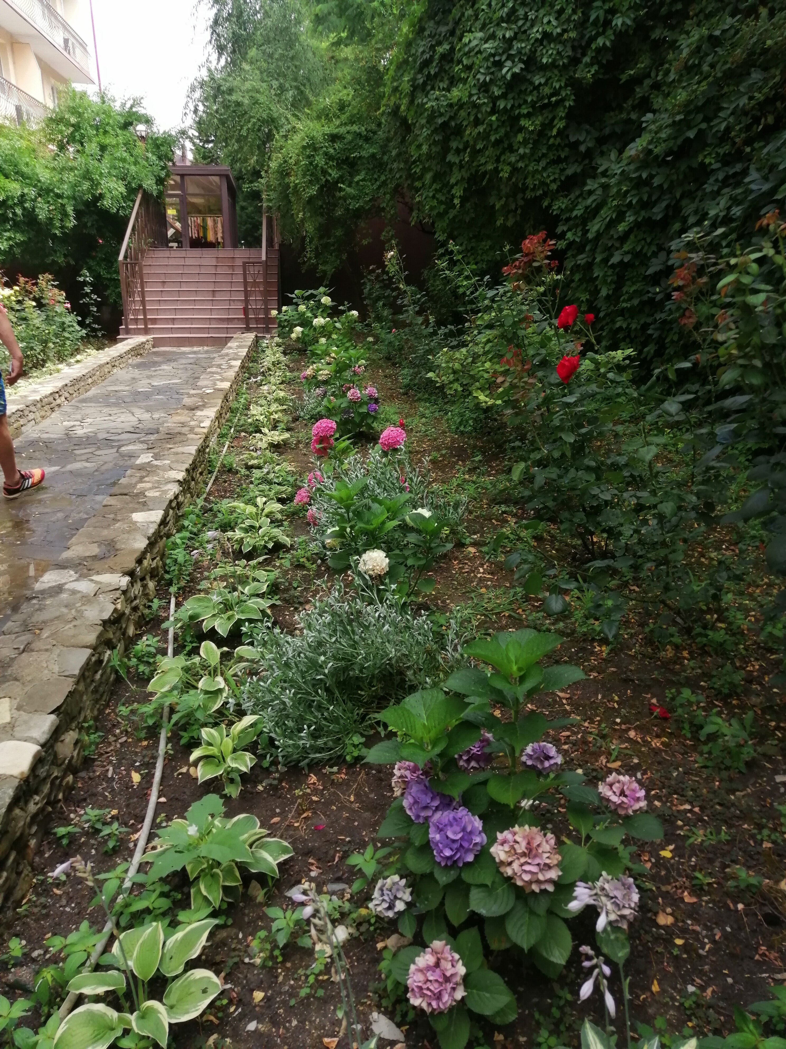 Фото Фламинго