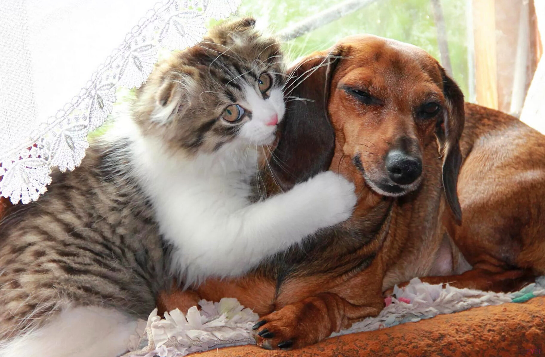 Фото Дистанция