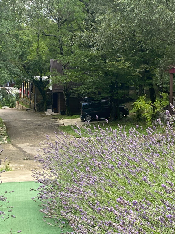 Фото Примула