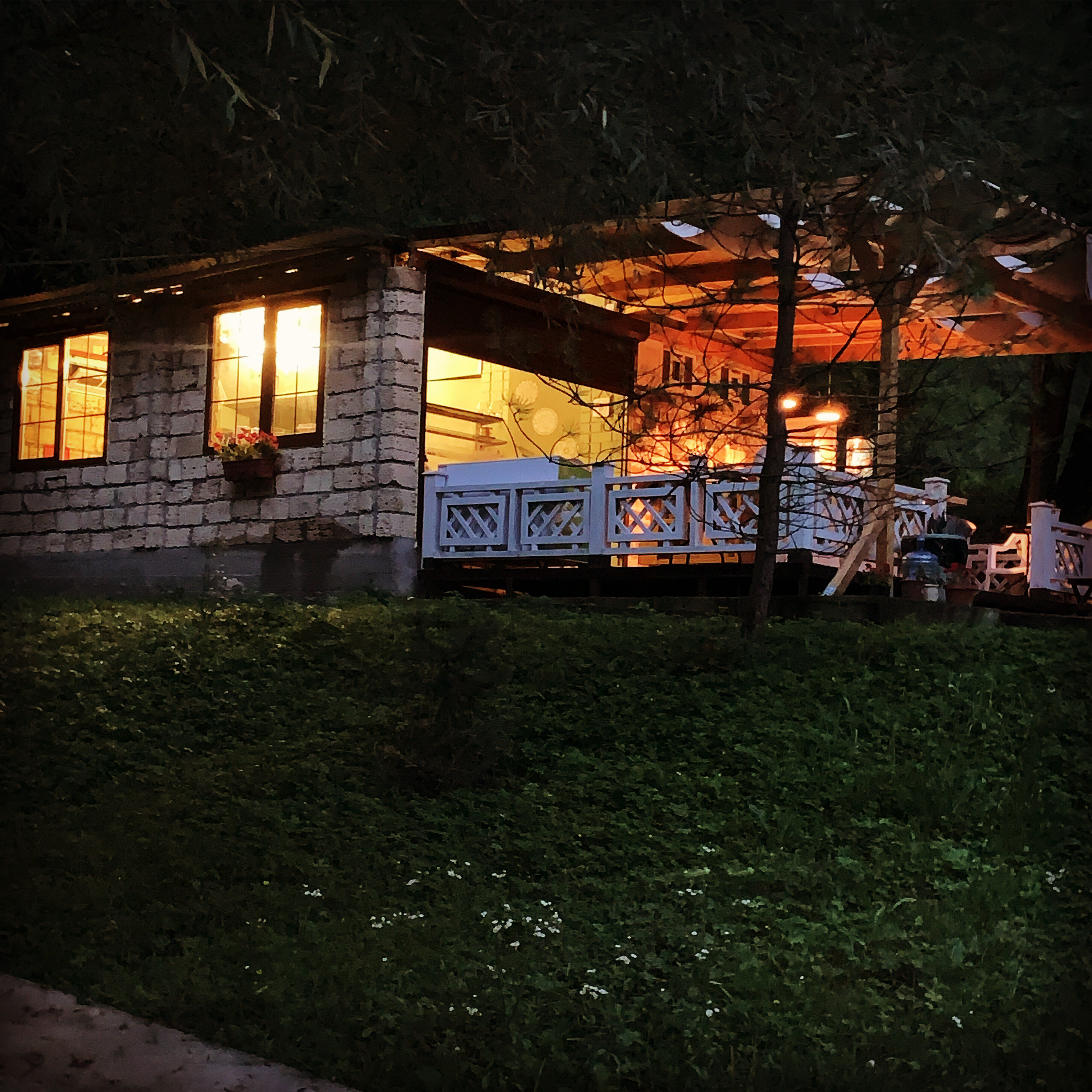 Фото Примула