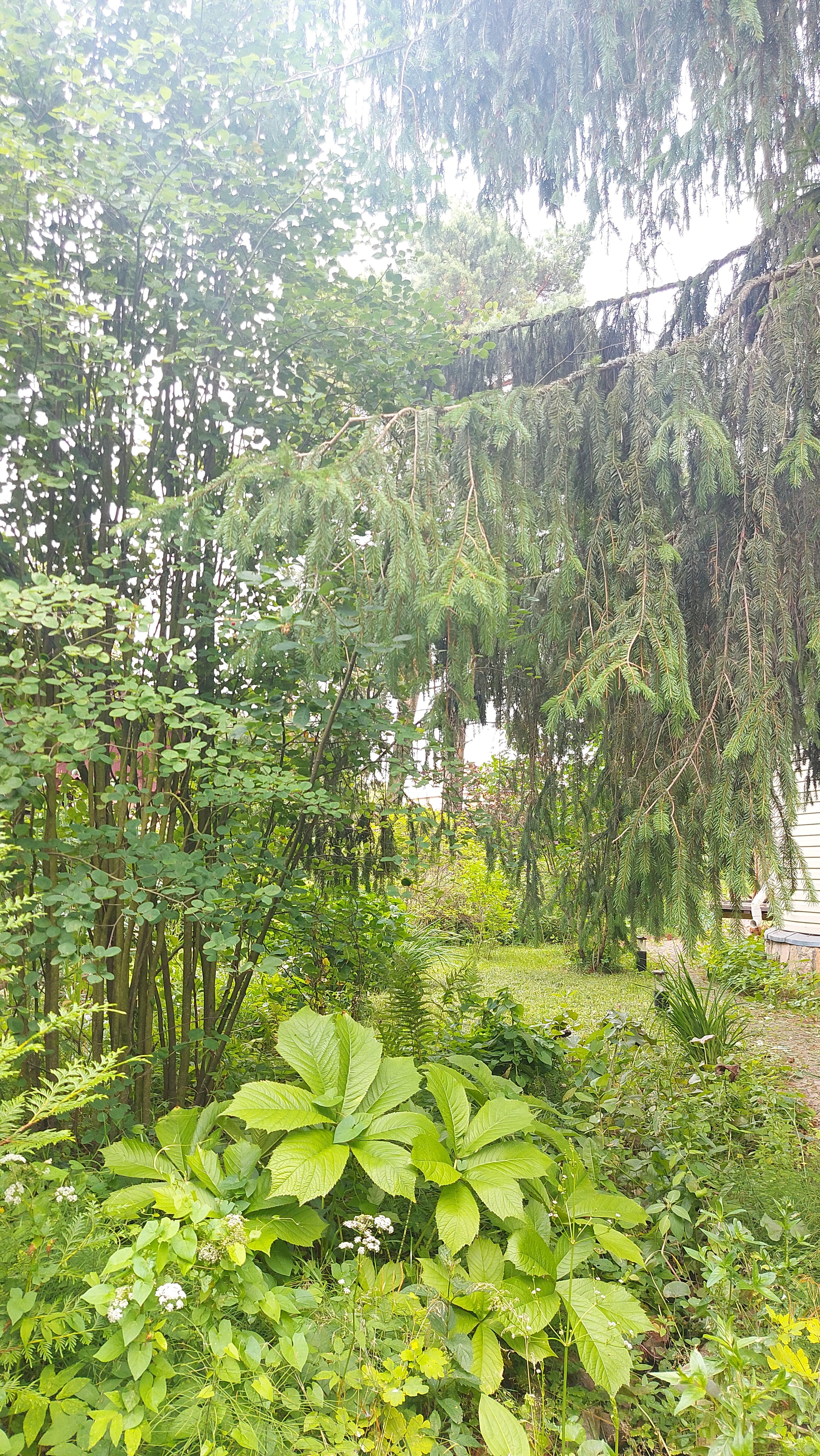 Фото Тарховка