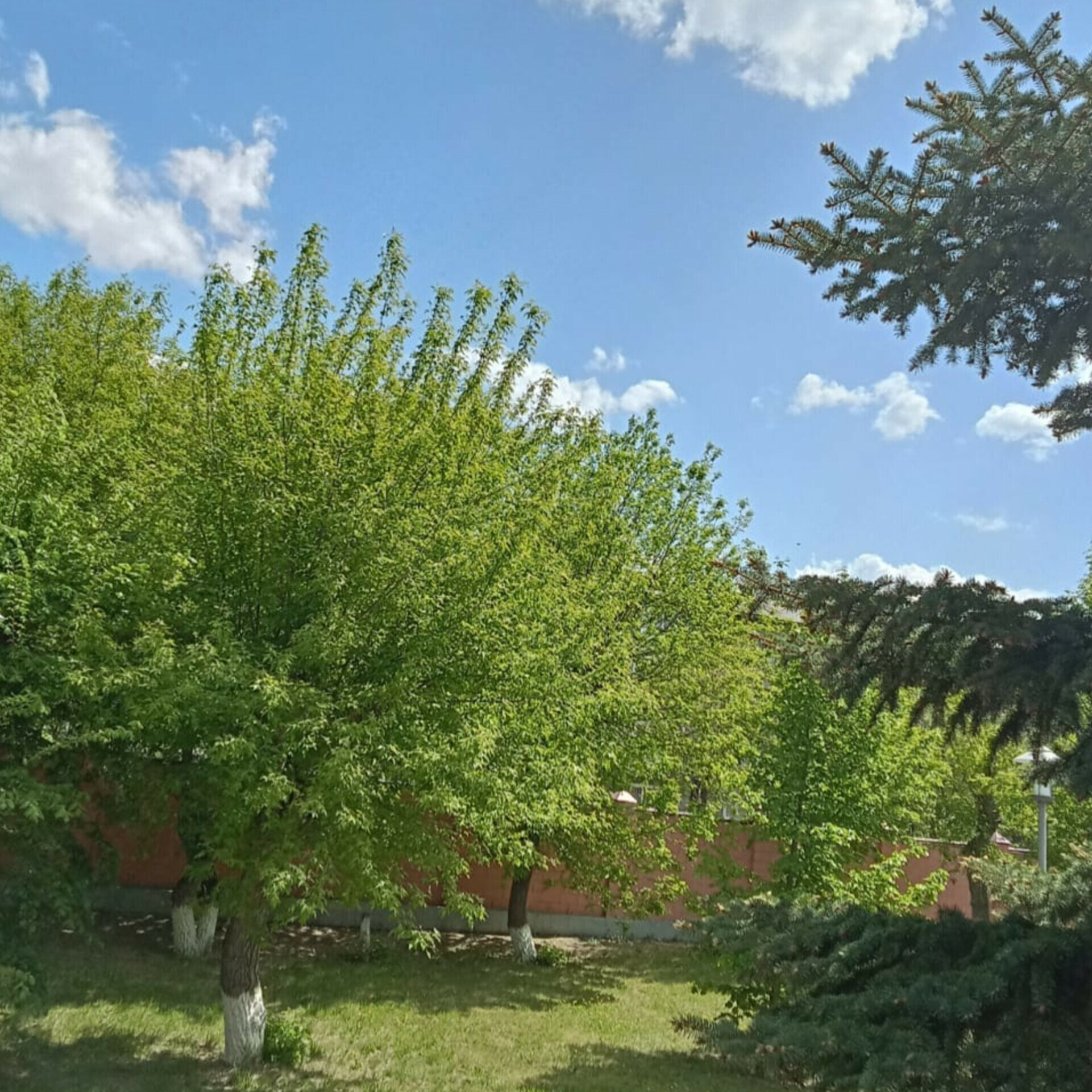 Фото Амилия