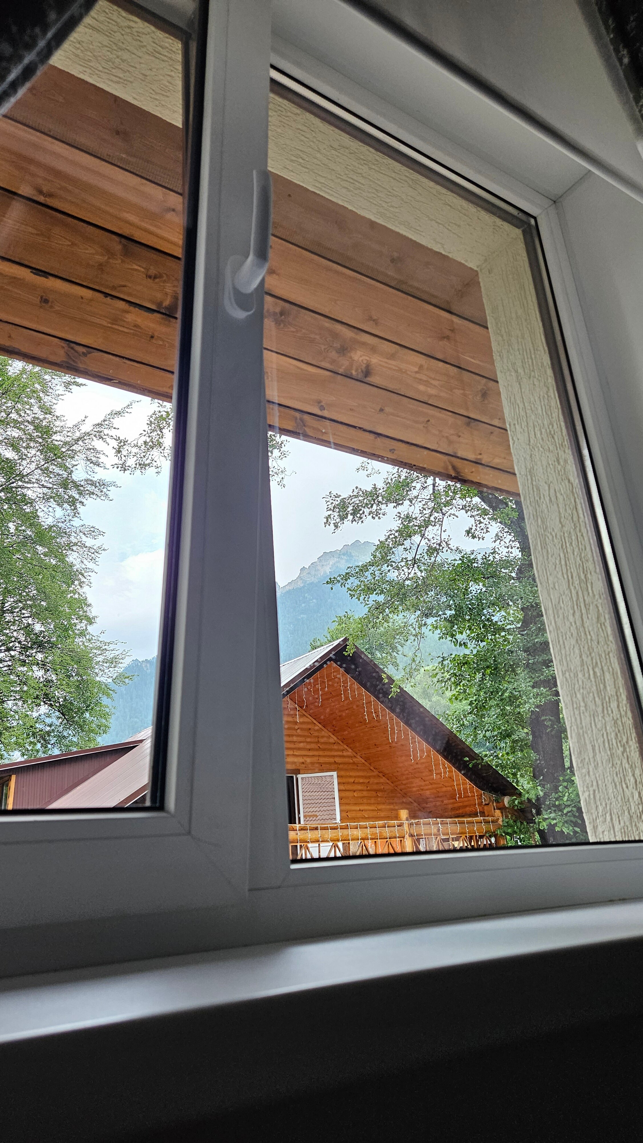 Фото Ягодный тис