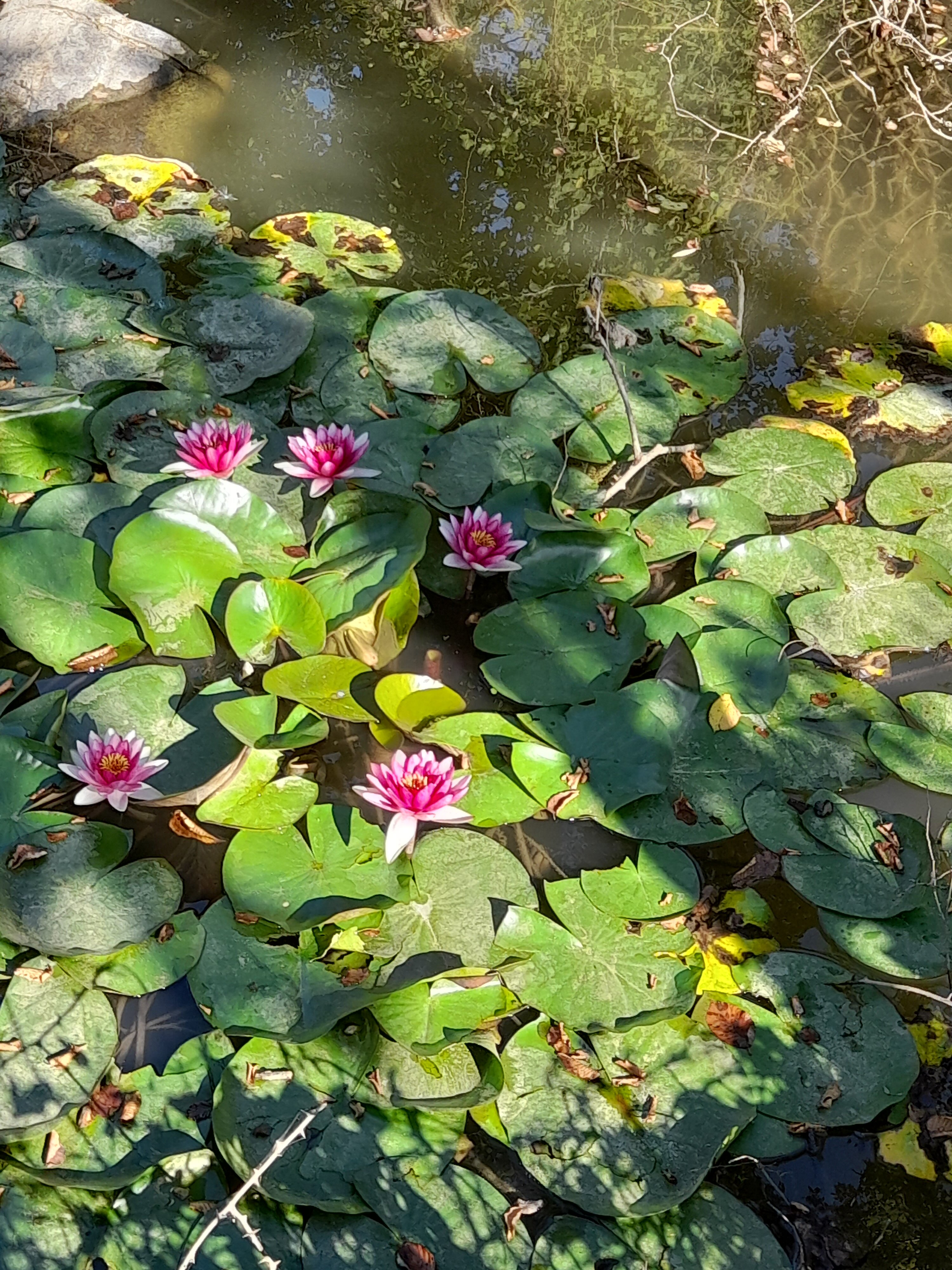 Фото Легенда