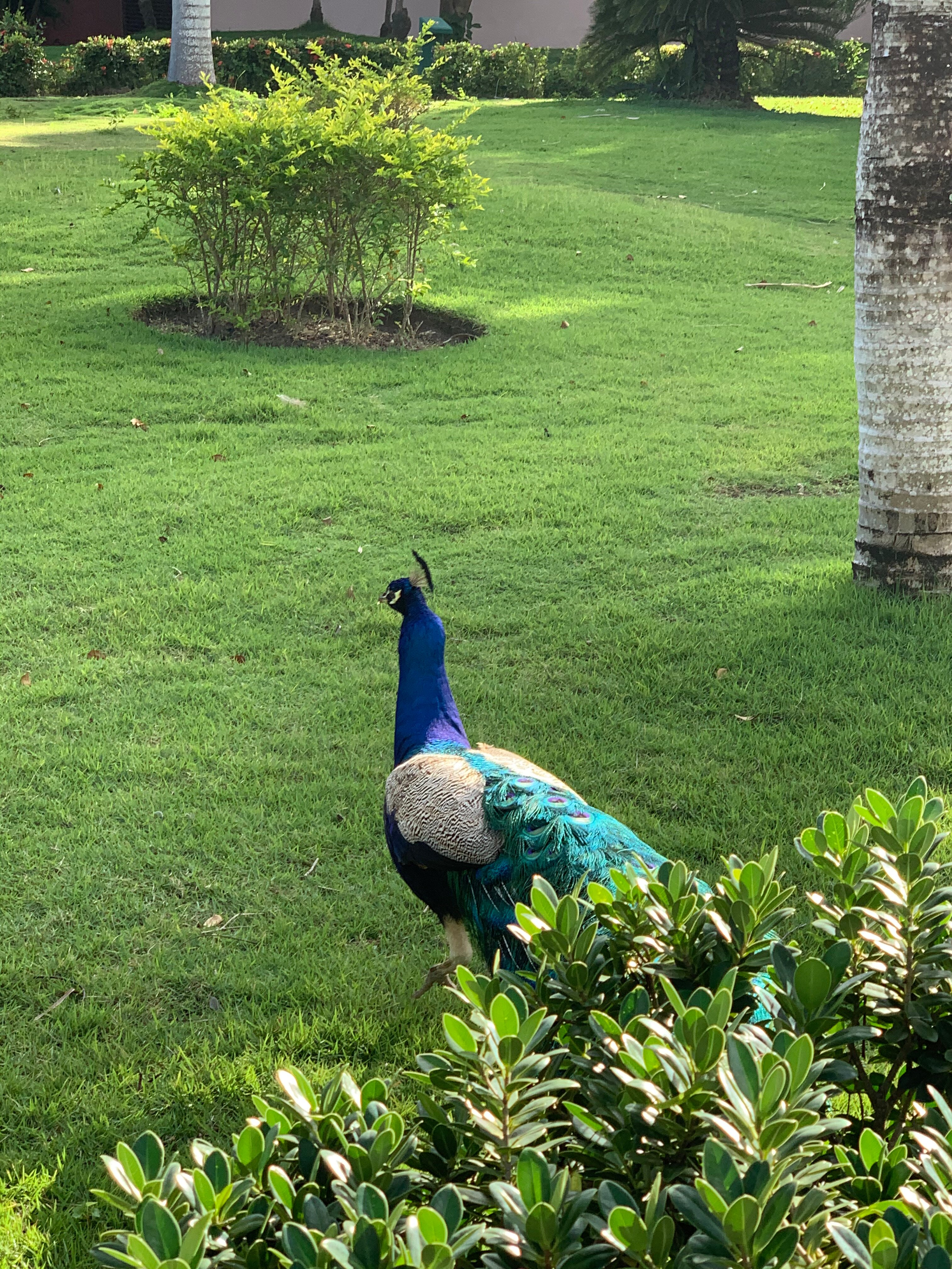 Фото AC Hotel Punta Cana