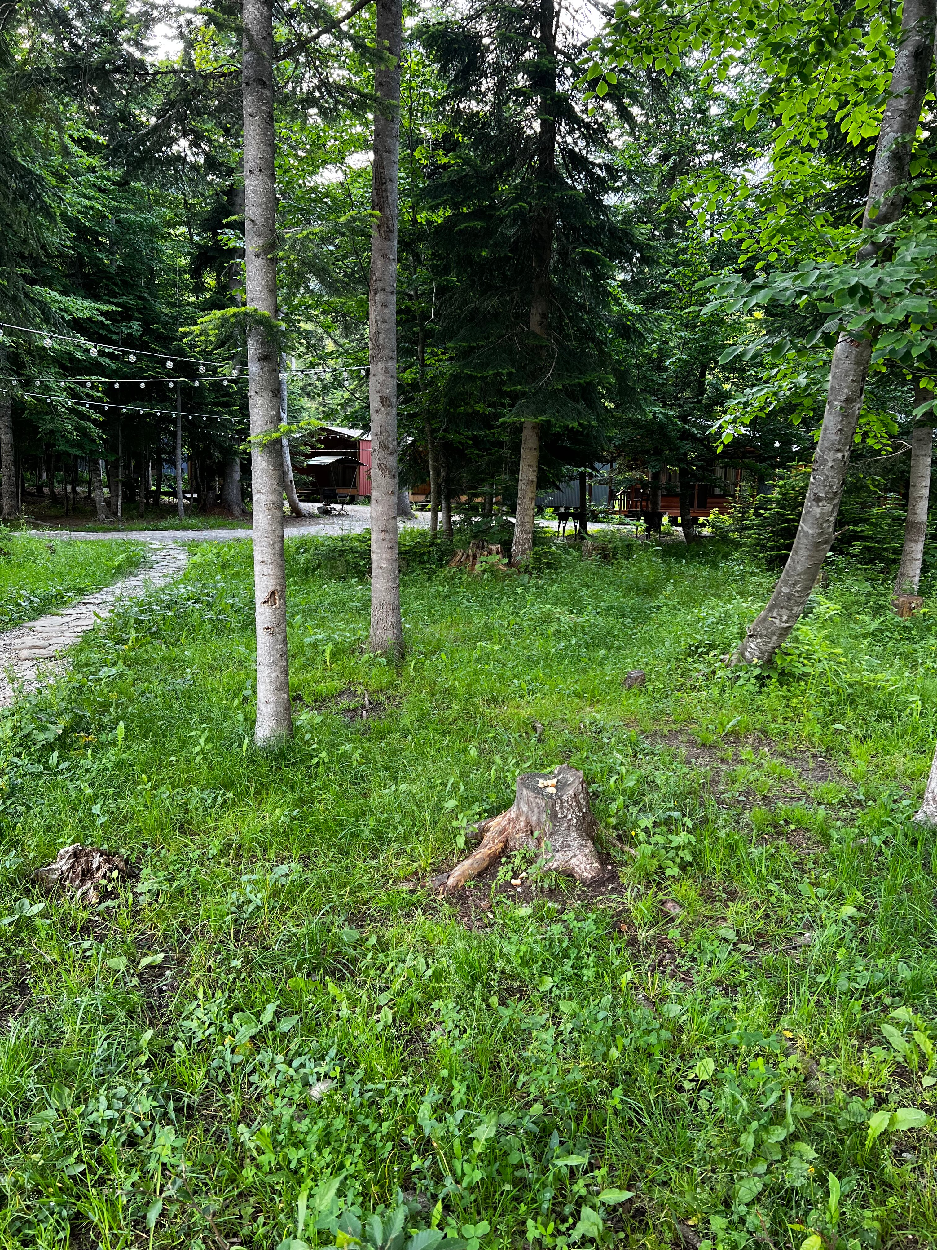 Фото Forest House Resort