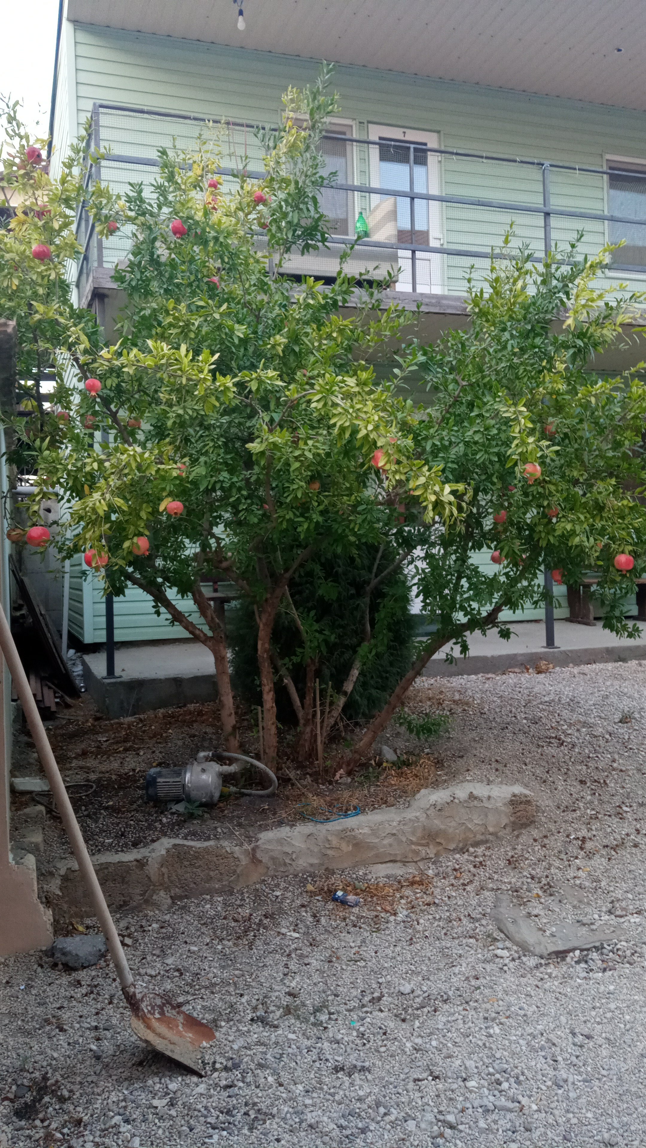 Фото Зелёный остров