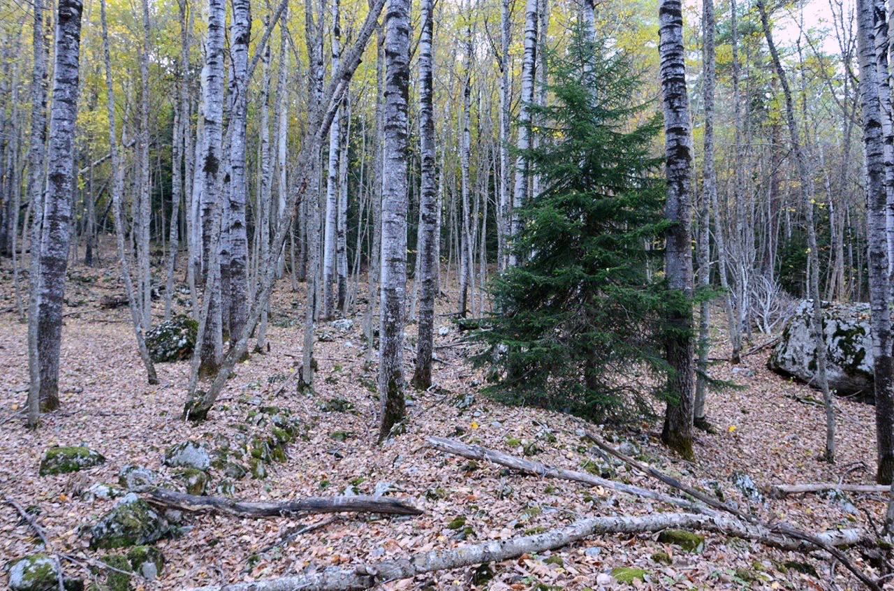 Фото Шелест