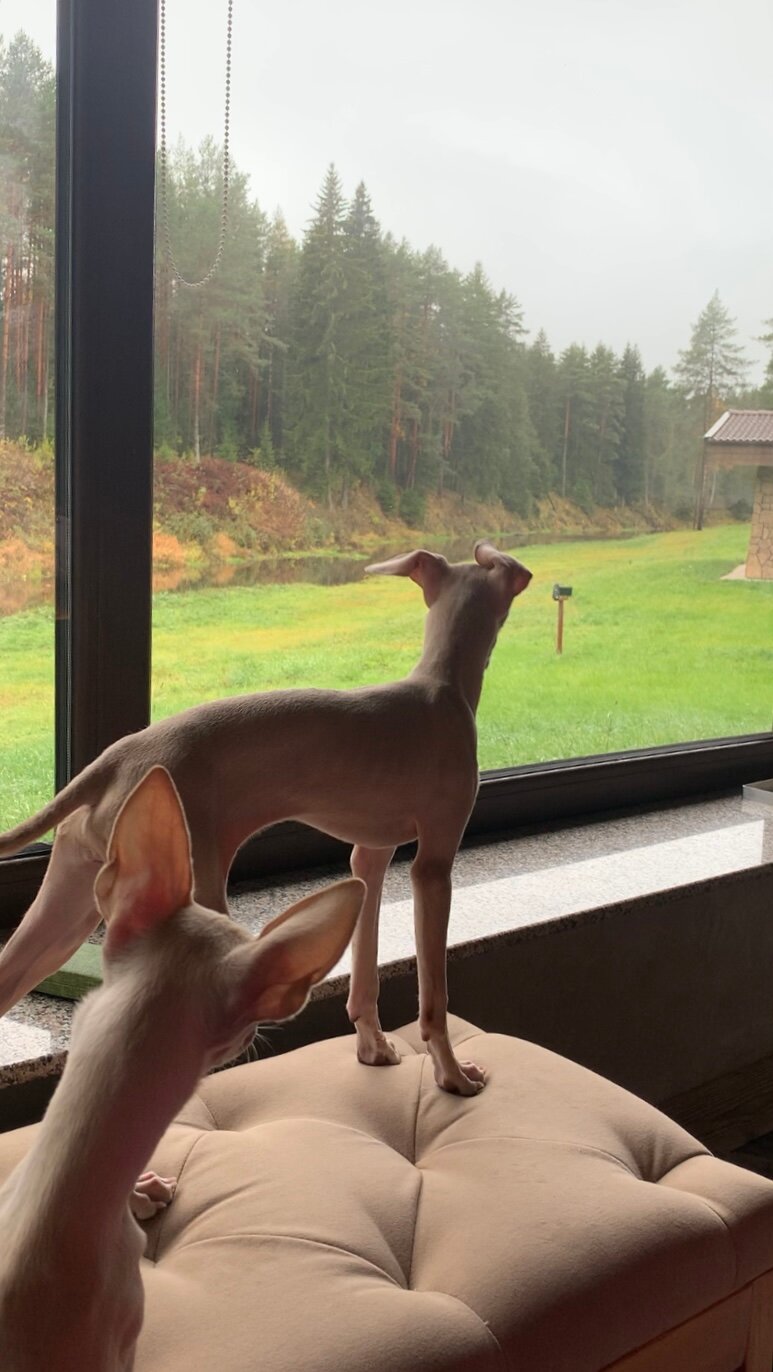 Фото ГлинтВуд