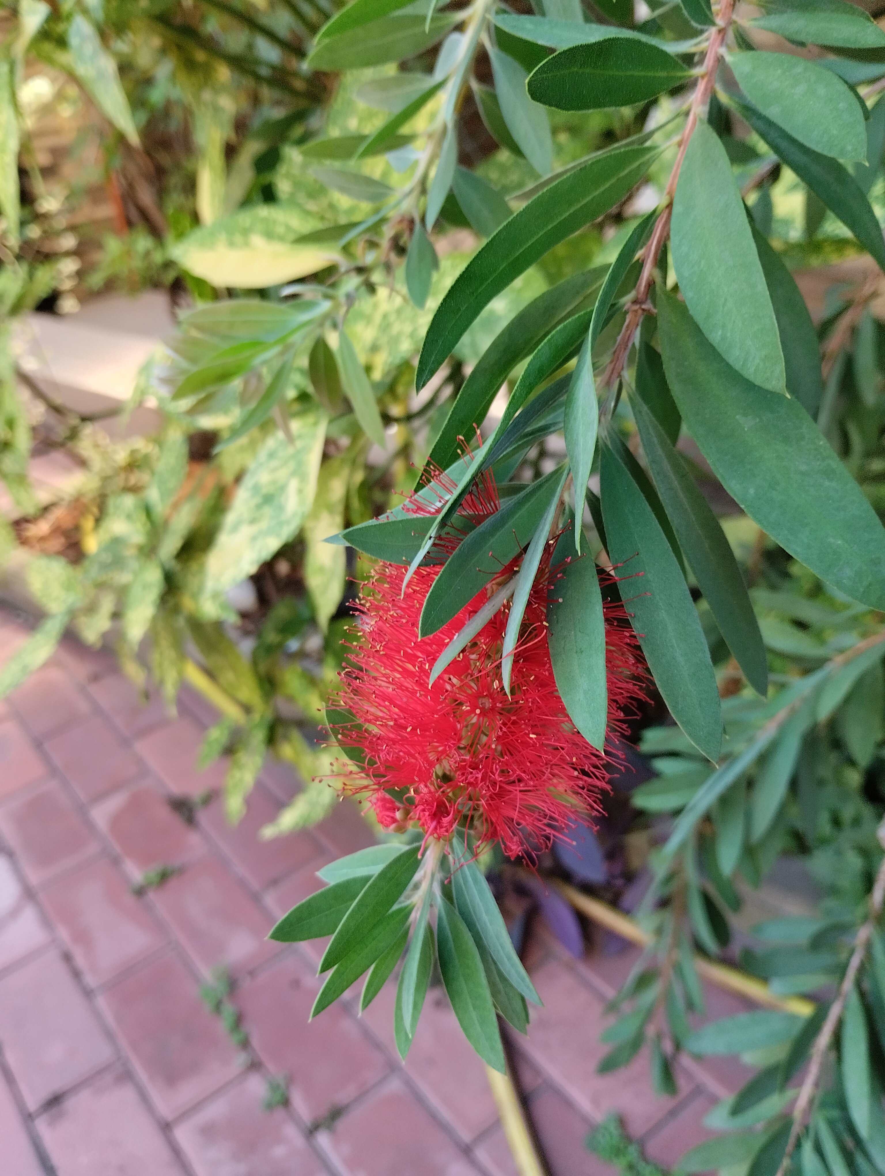 Фото Апартаменты на Тюльпанов