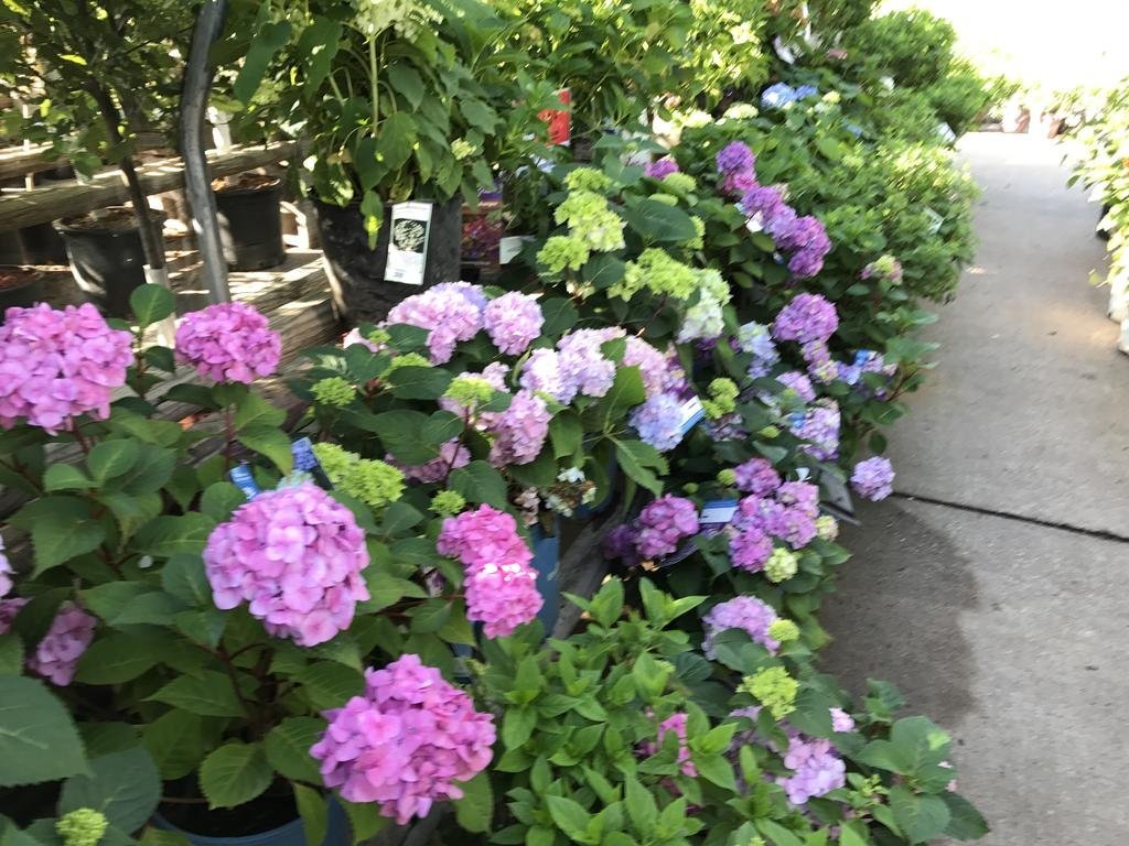 Фото Navona Gallery Suites