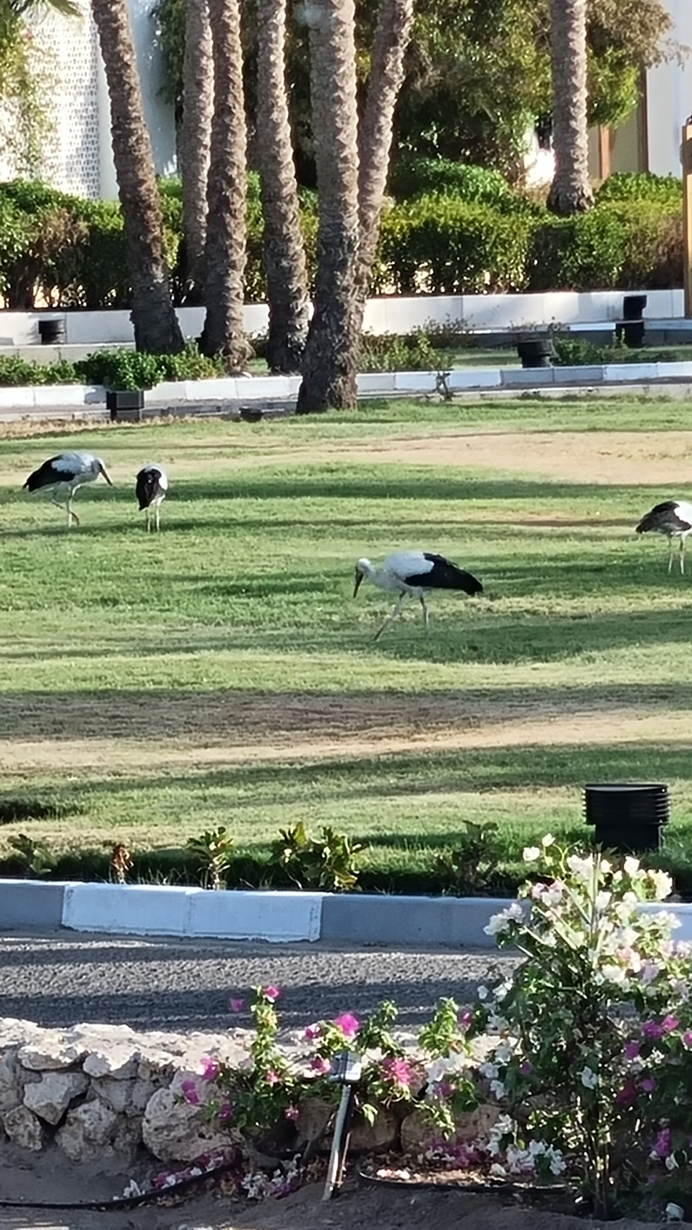 Фото Pickalbatros Golf Beach Resort