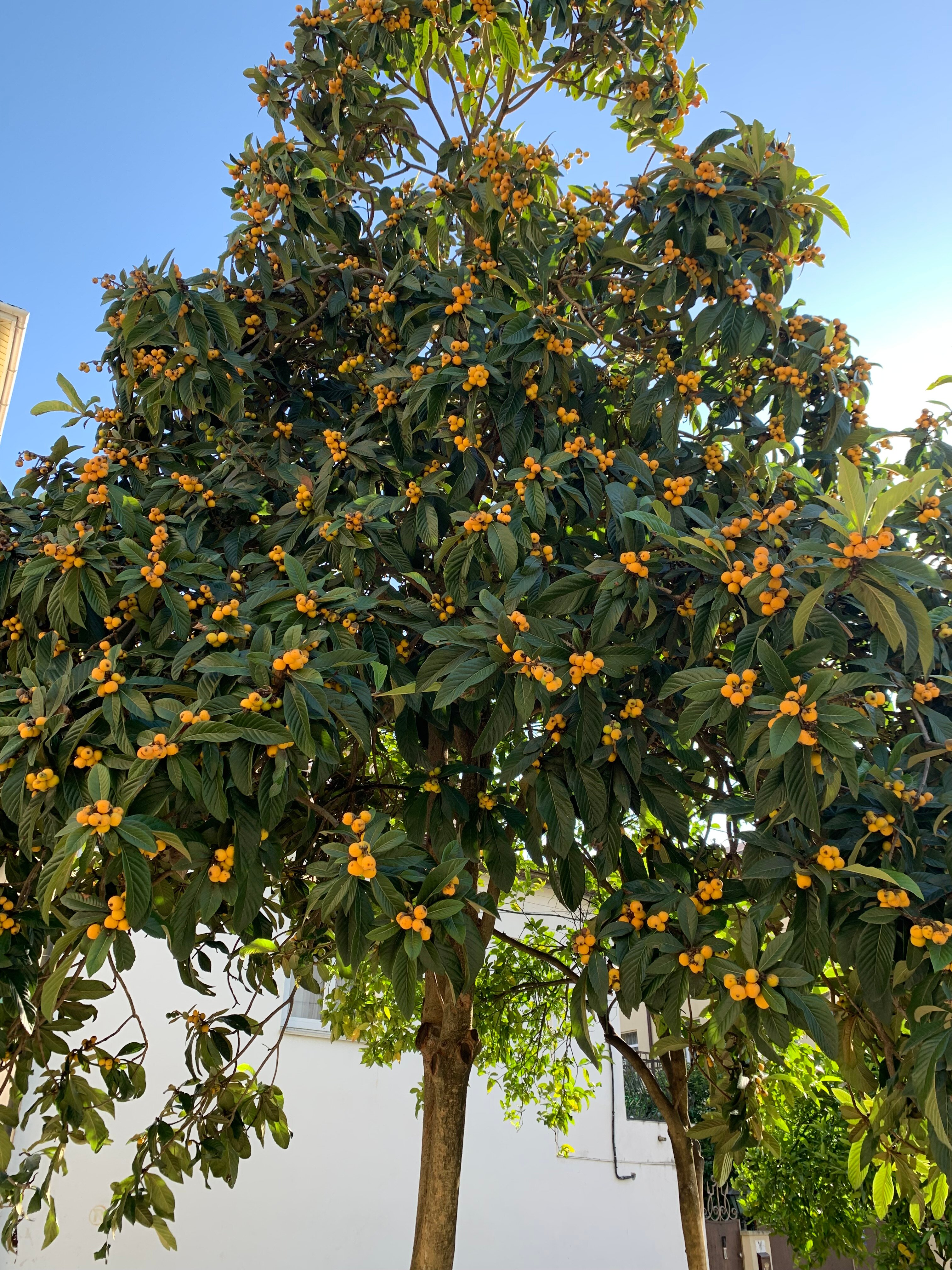 Фото Грация