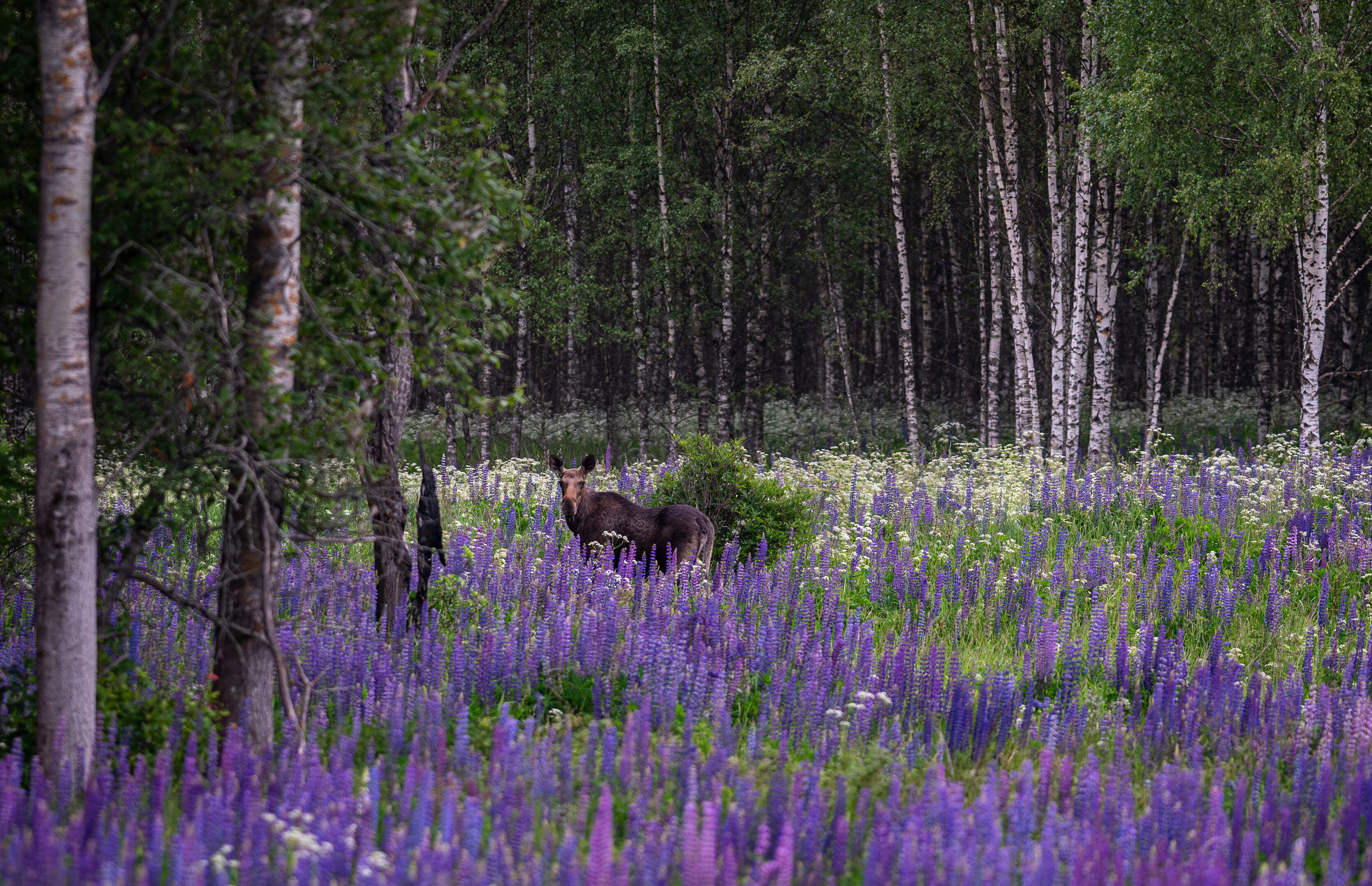 Фото Усадьба купца Баева