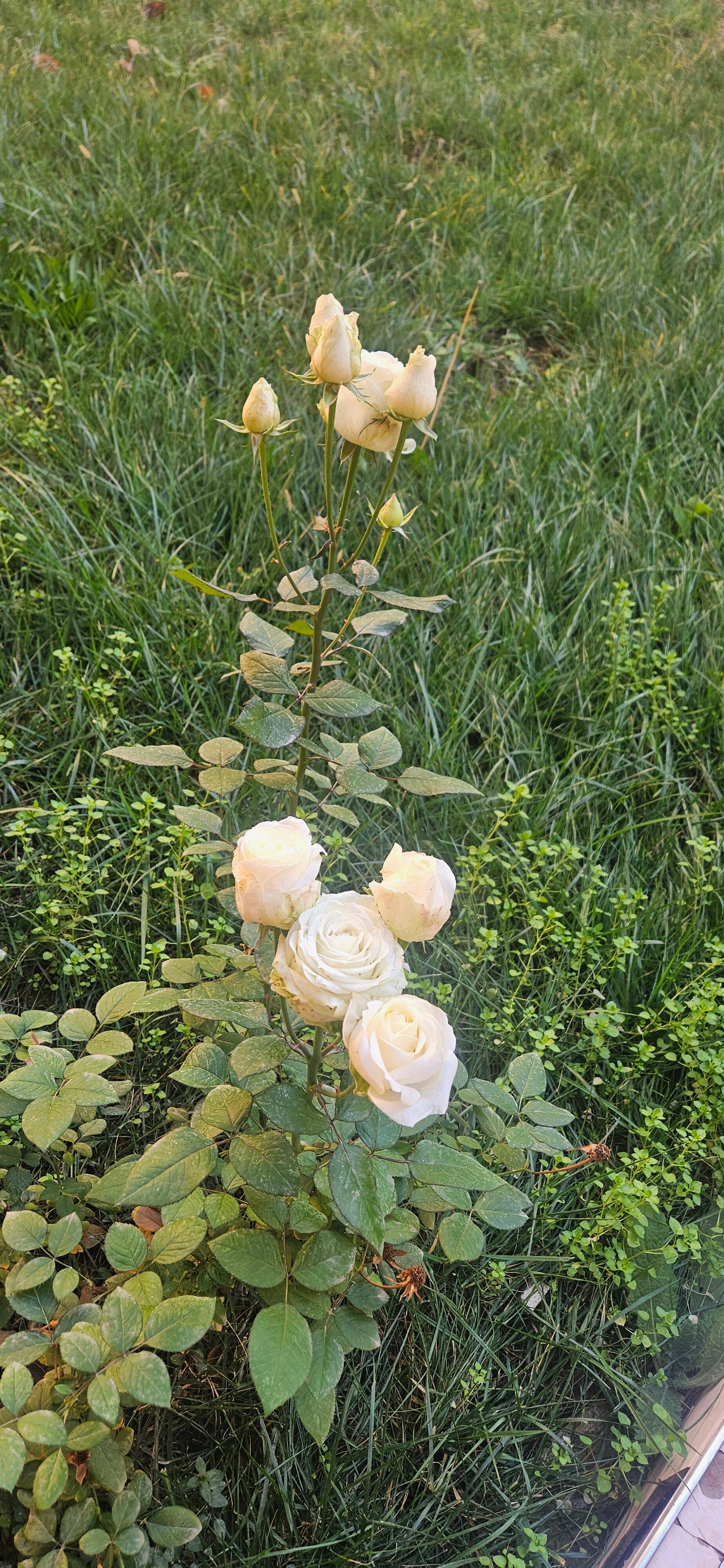 Фото Hotel Suzuk ota