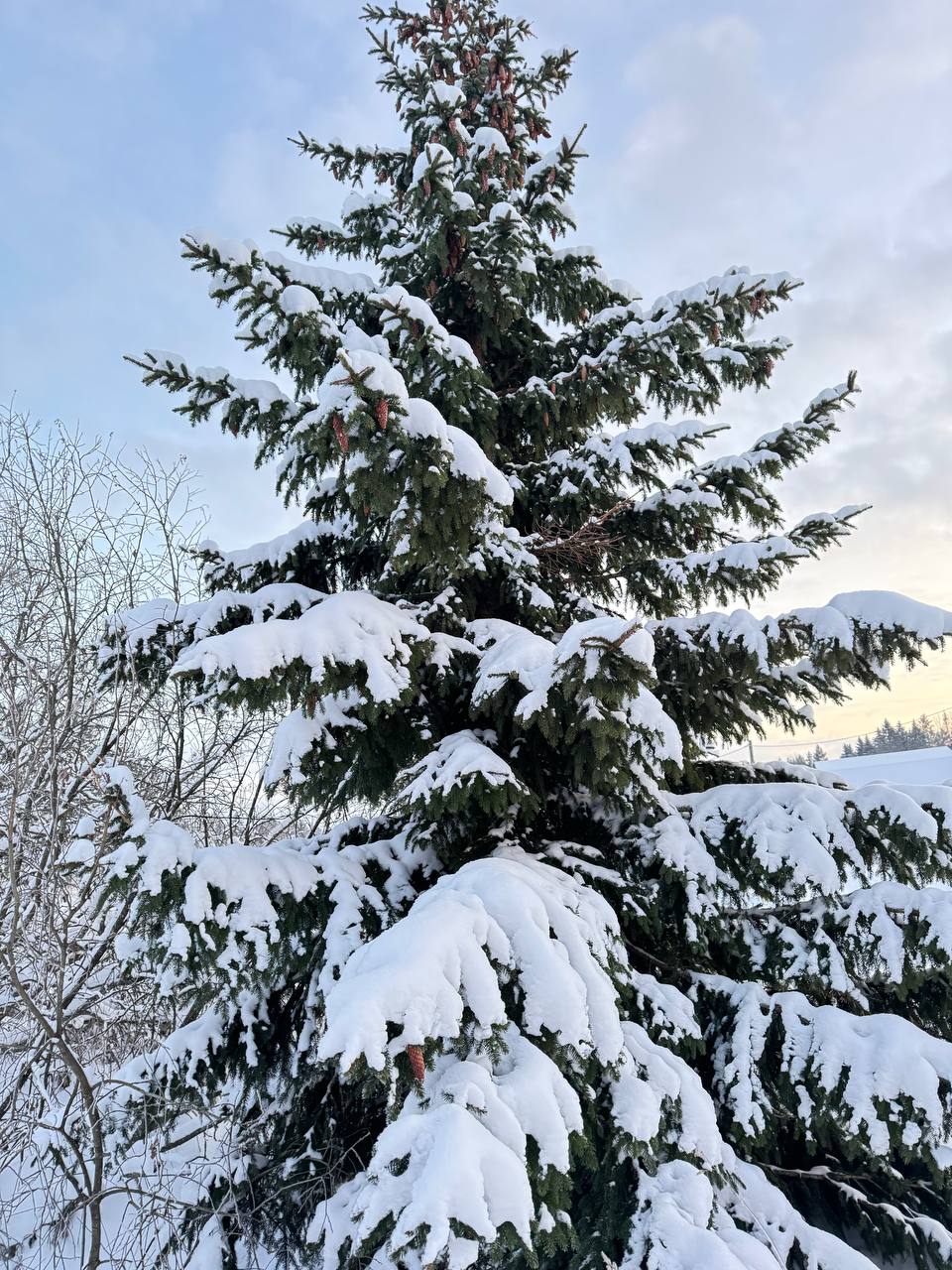 Фото Утиная история