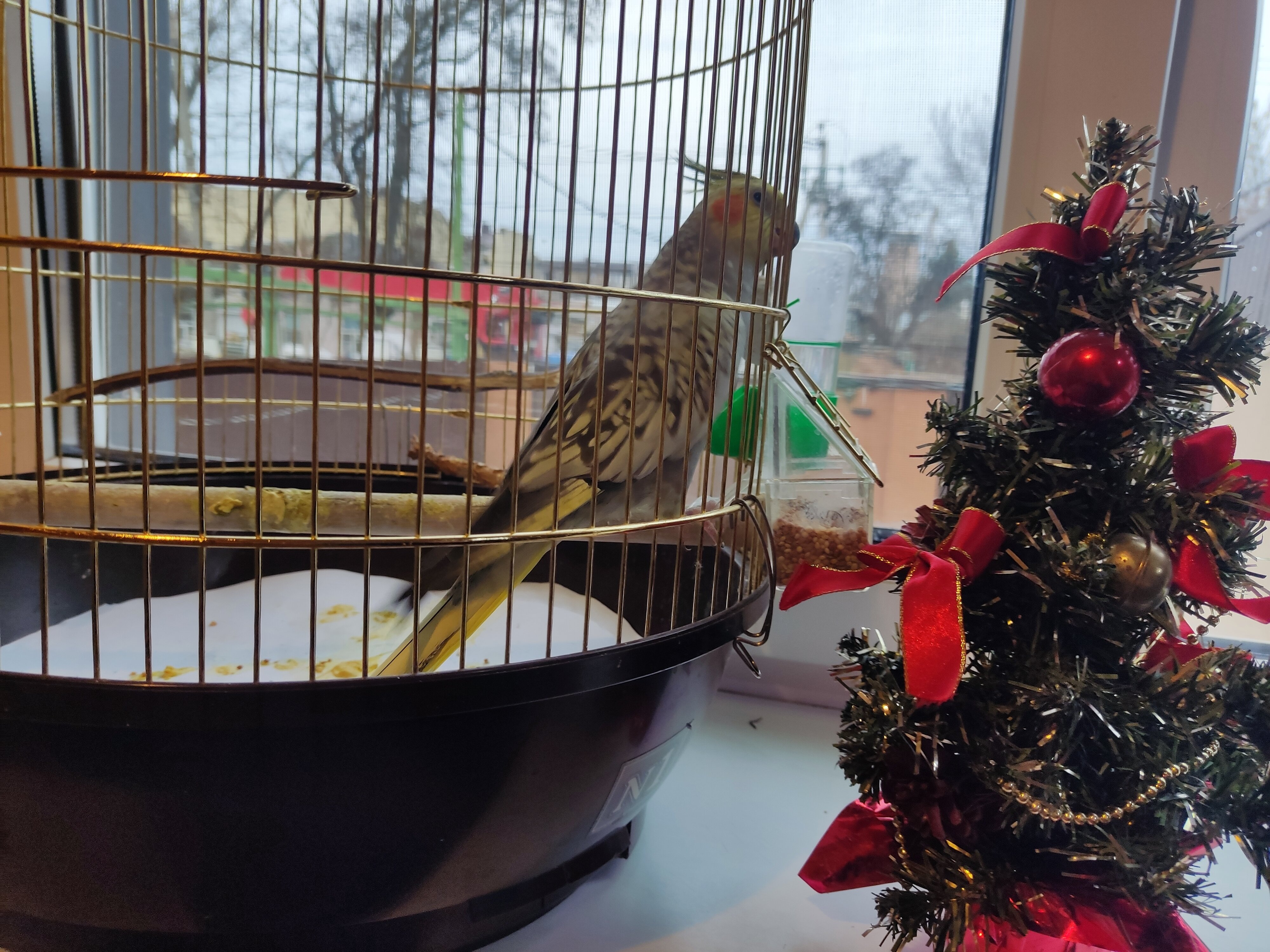 Фото Абрикос