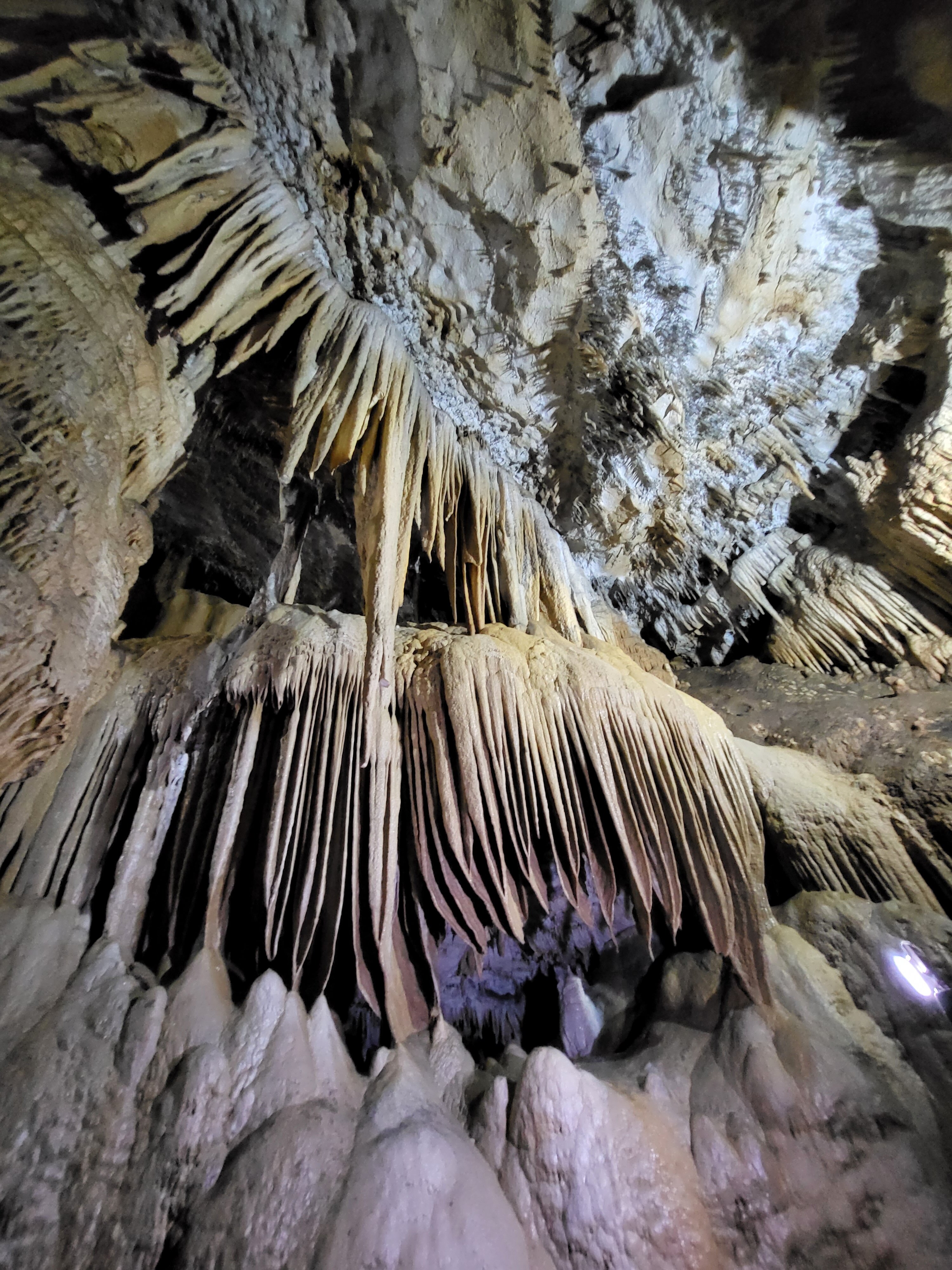 Фото Эвкалиптовая роща