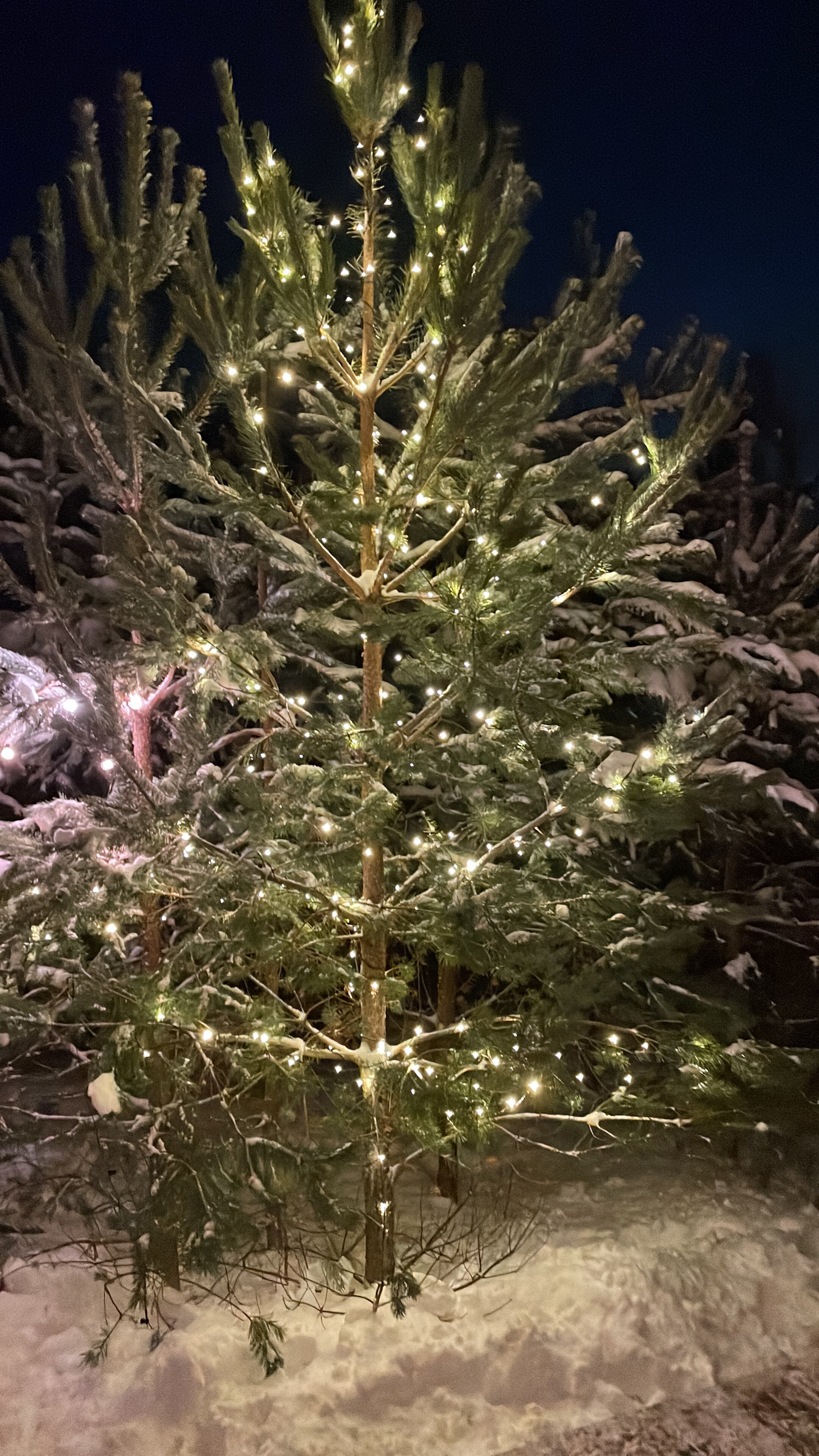 Фото Forest camp