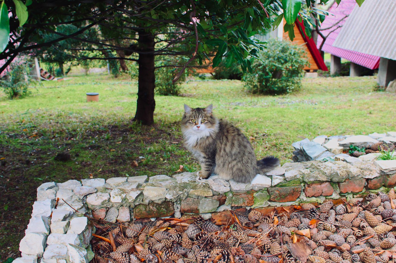 Фото Лунная поляна