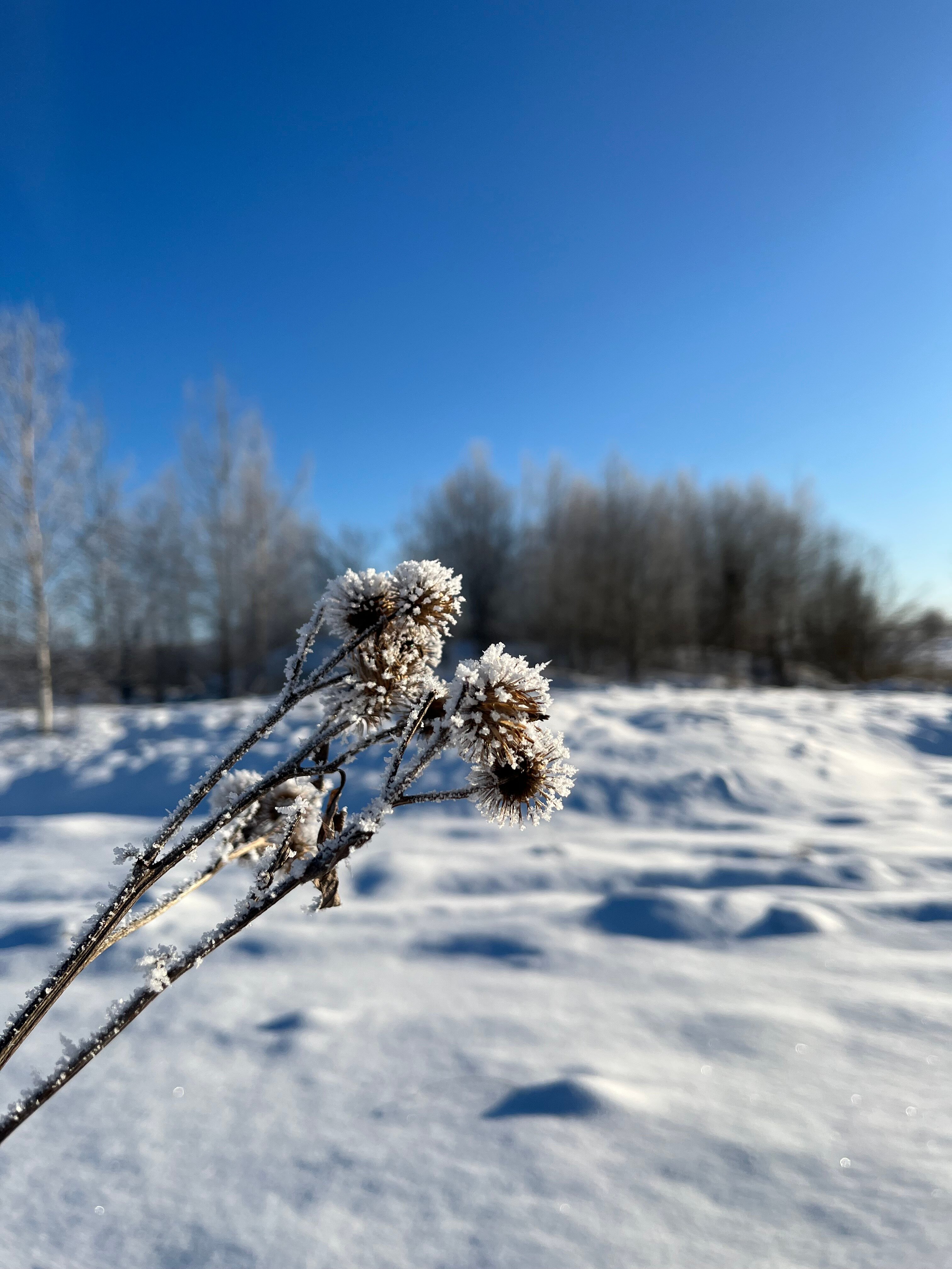 Фото Dobrilovo Village