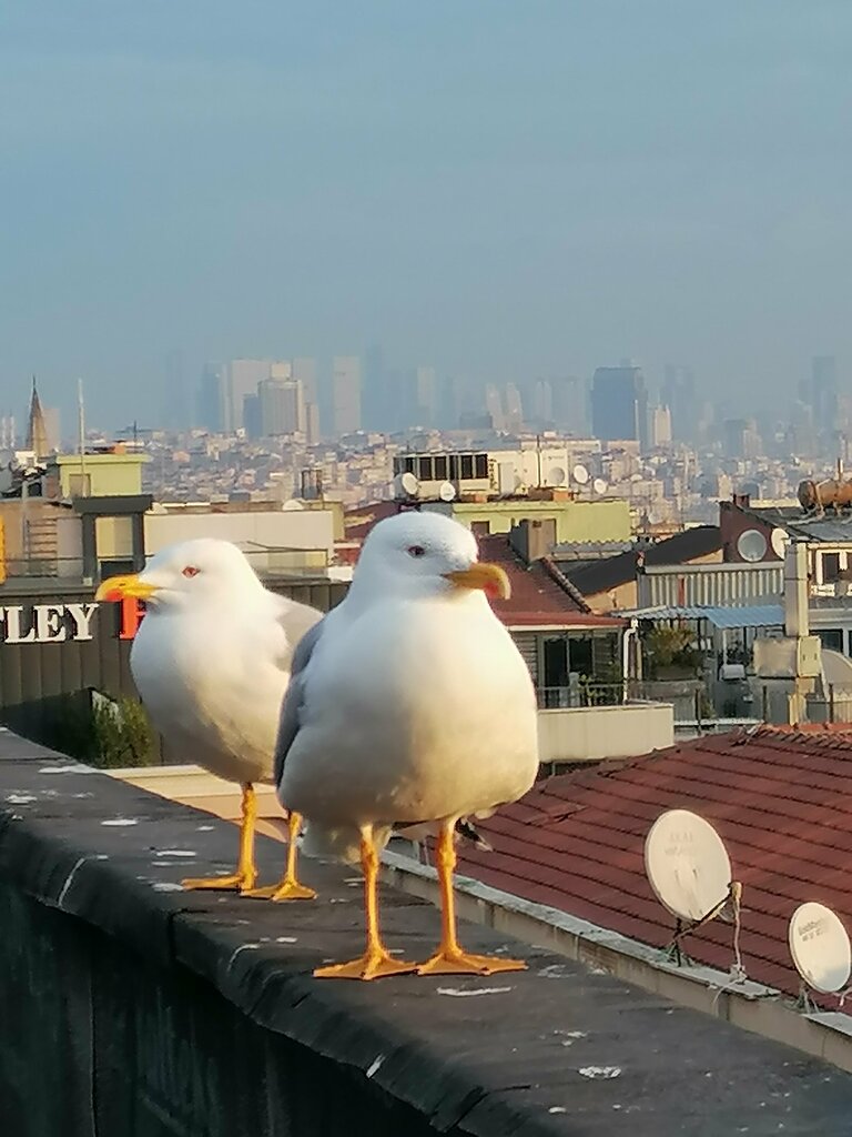 Turistik yerler Şerefiye Sarnıcı, Fatih, foto