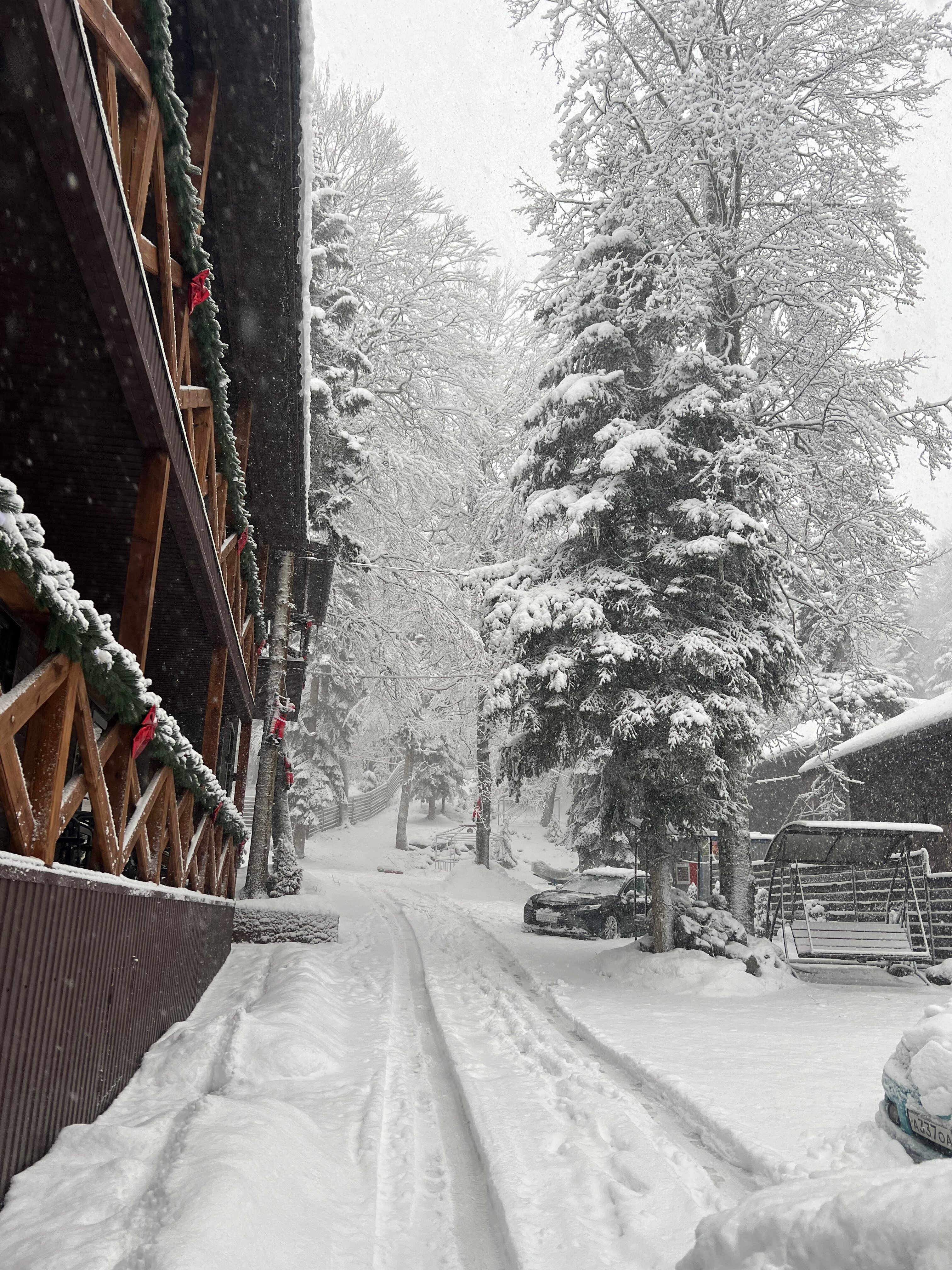 Фото Дубрава