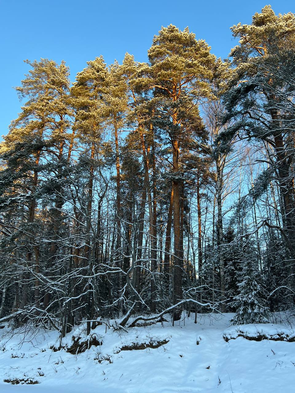 Фото Ягодная деревушка